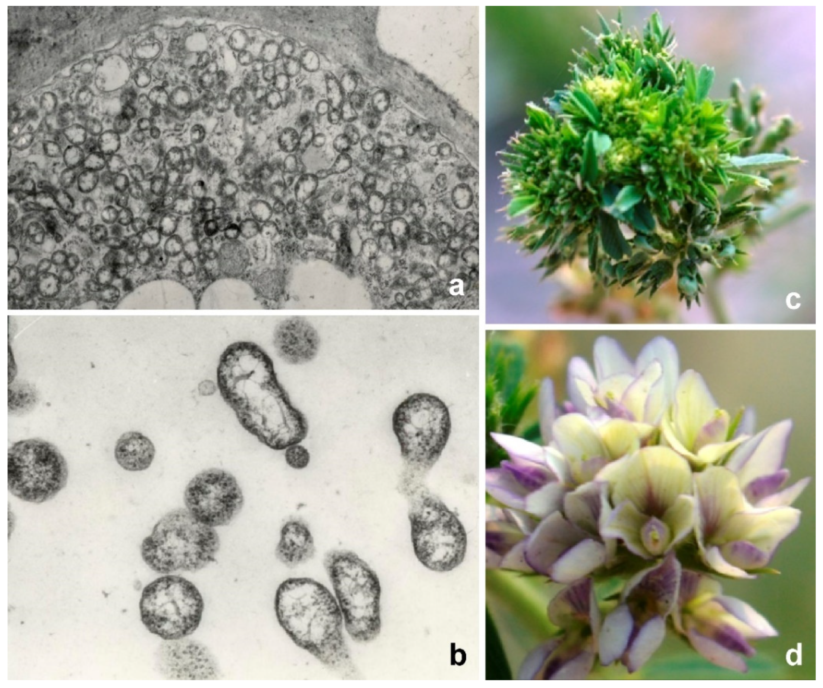 Antibiotics 10 01398 g001 Antibiotics 10 01398 g001