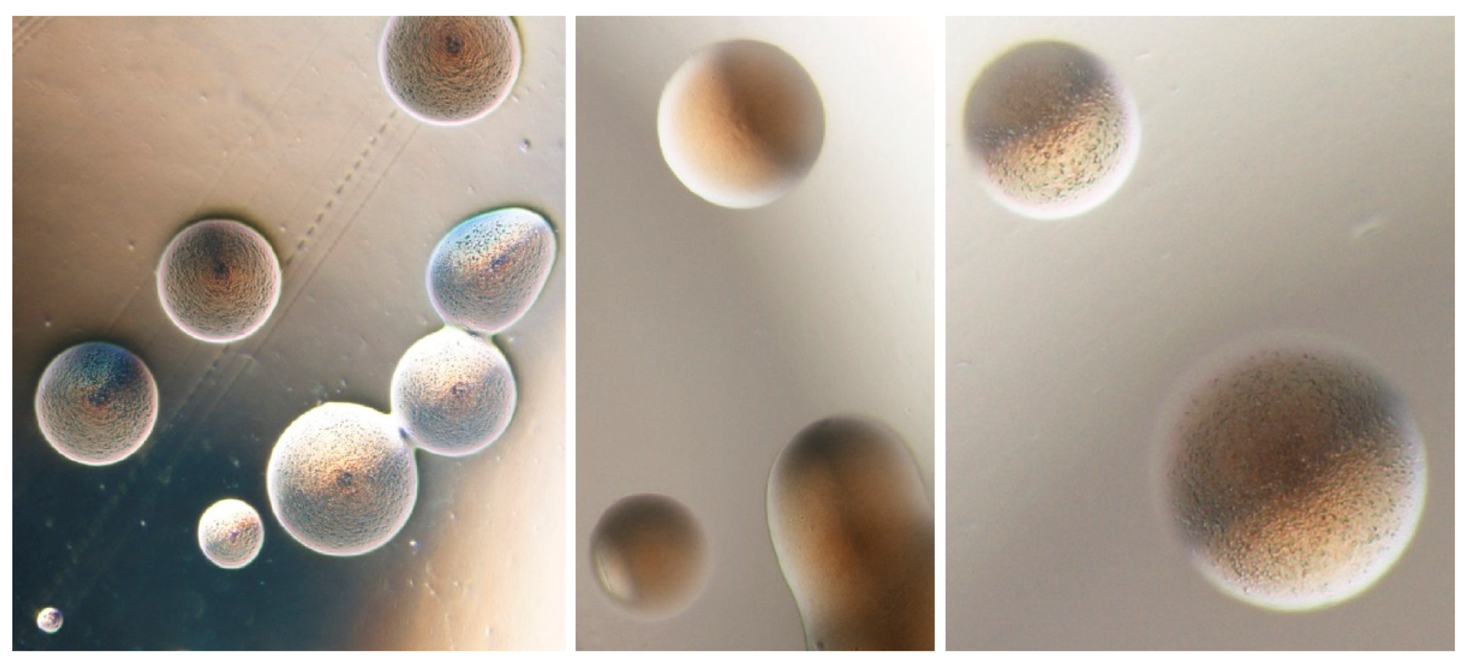 Antibiotics 10 01398 g002 Antibiotics 10 01398 g002