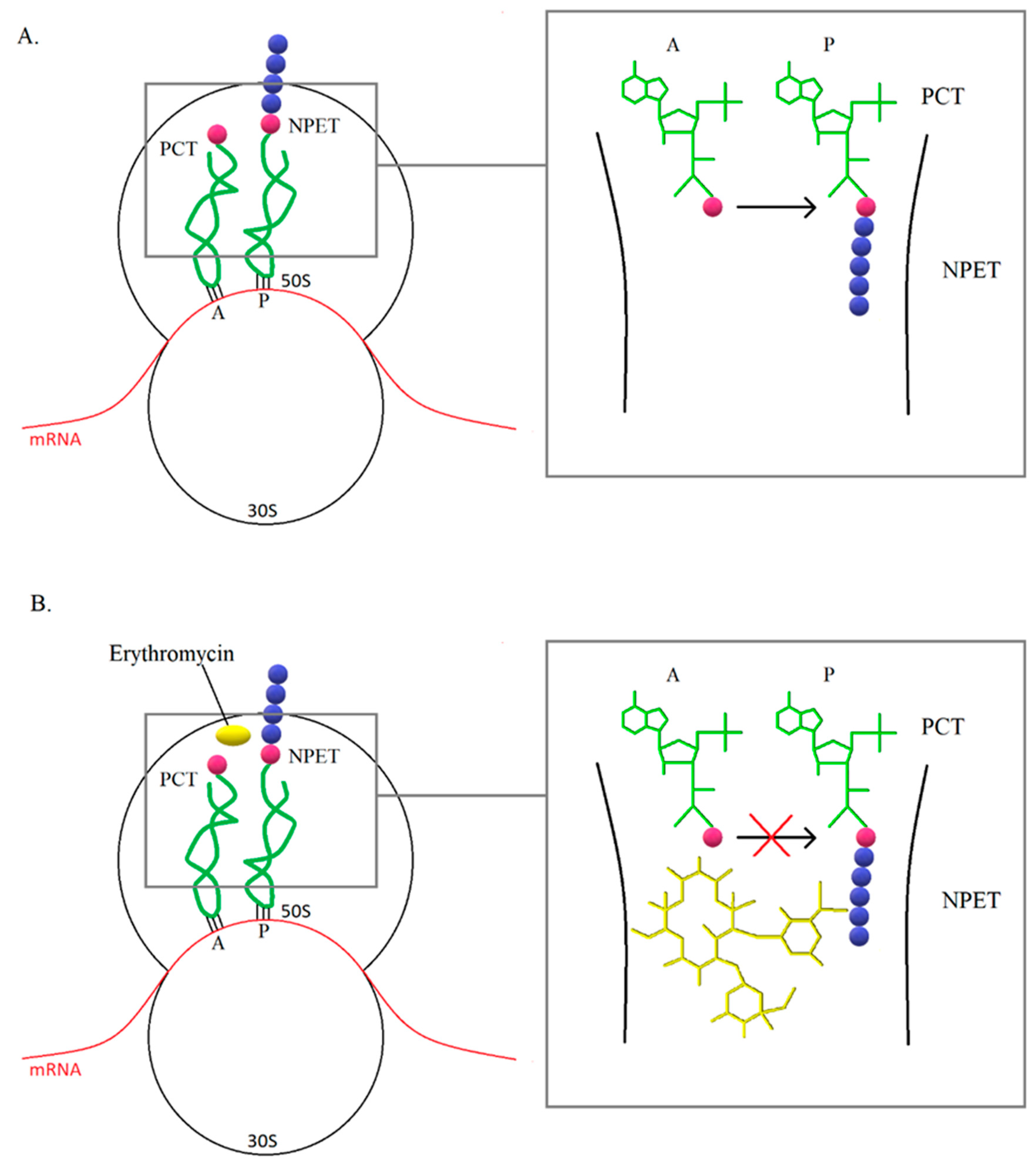 Antibiotics 10 01406 g004