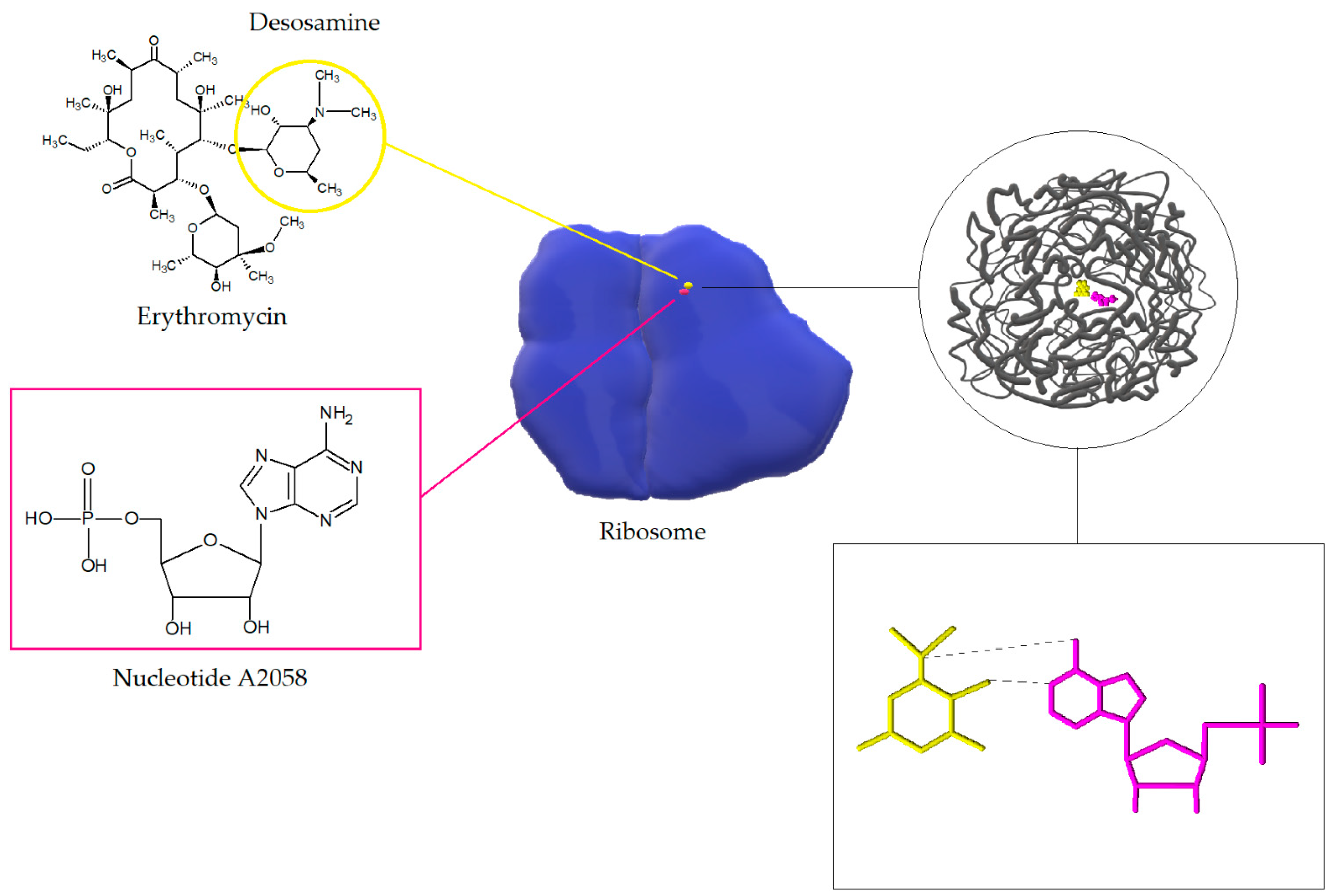 Antibiotics 10 01406 g005