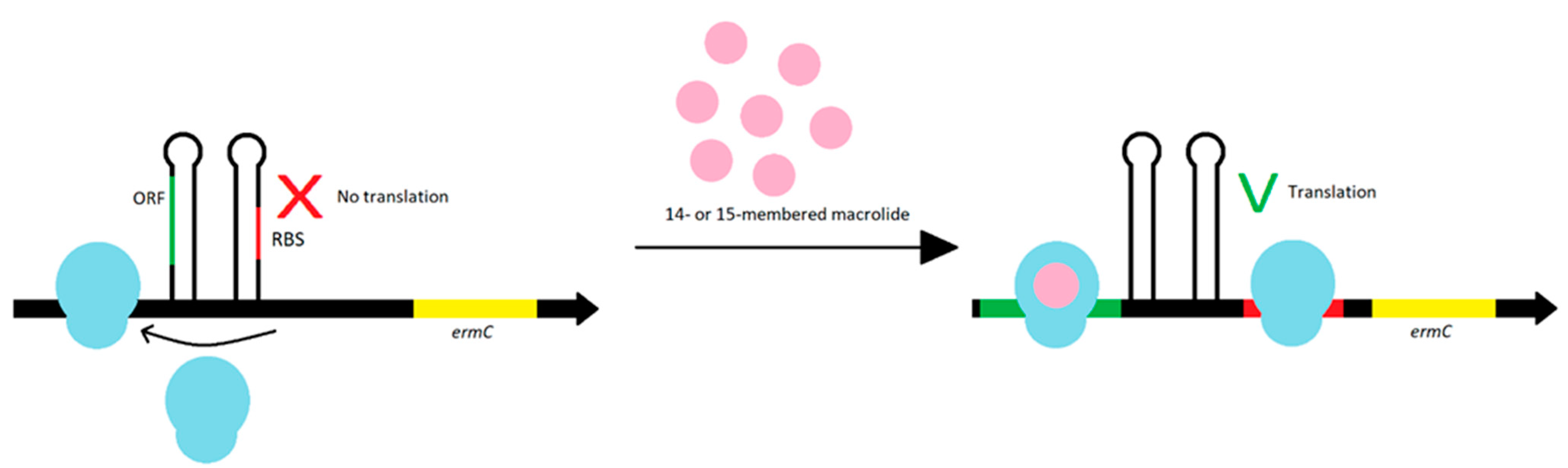 Antibiotics 10 01406 g009