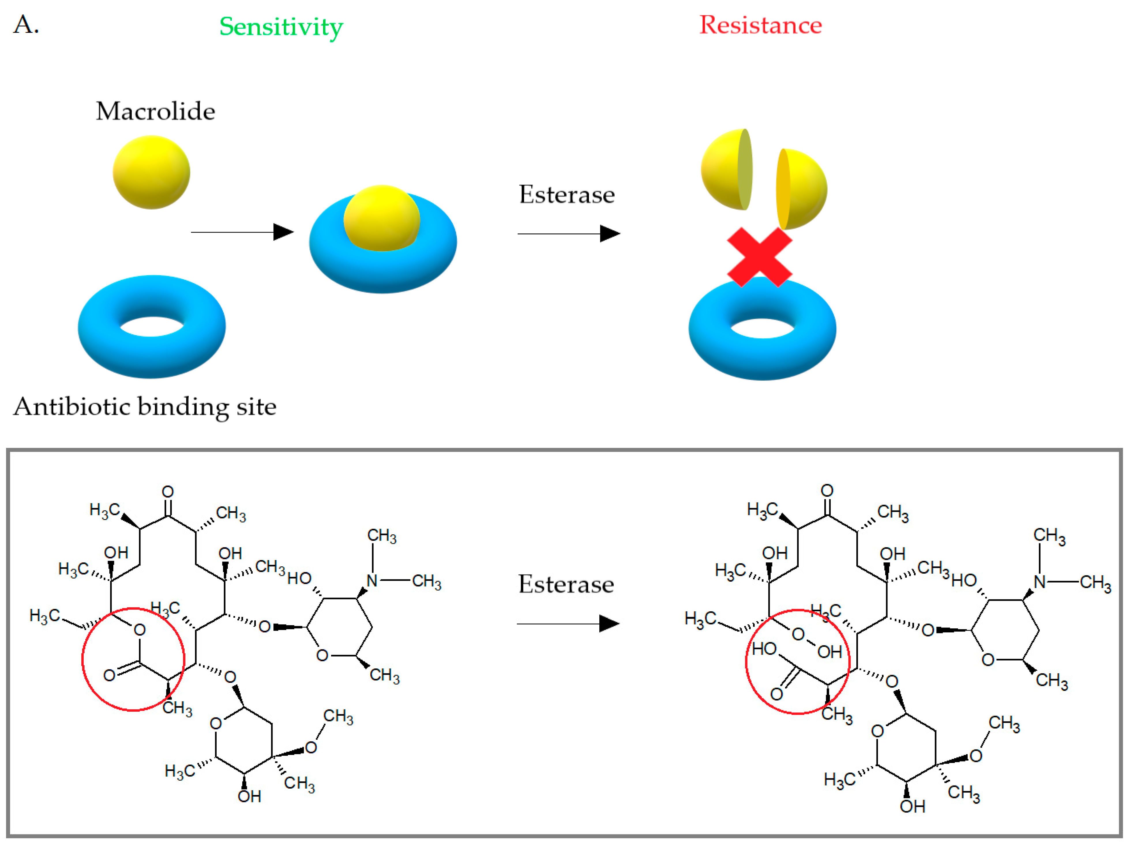 Antibiotics 10 01406 g011a