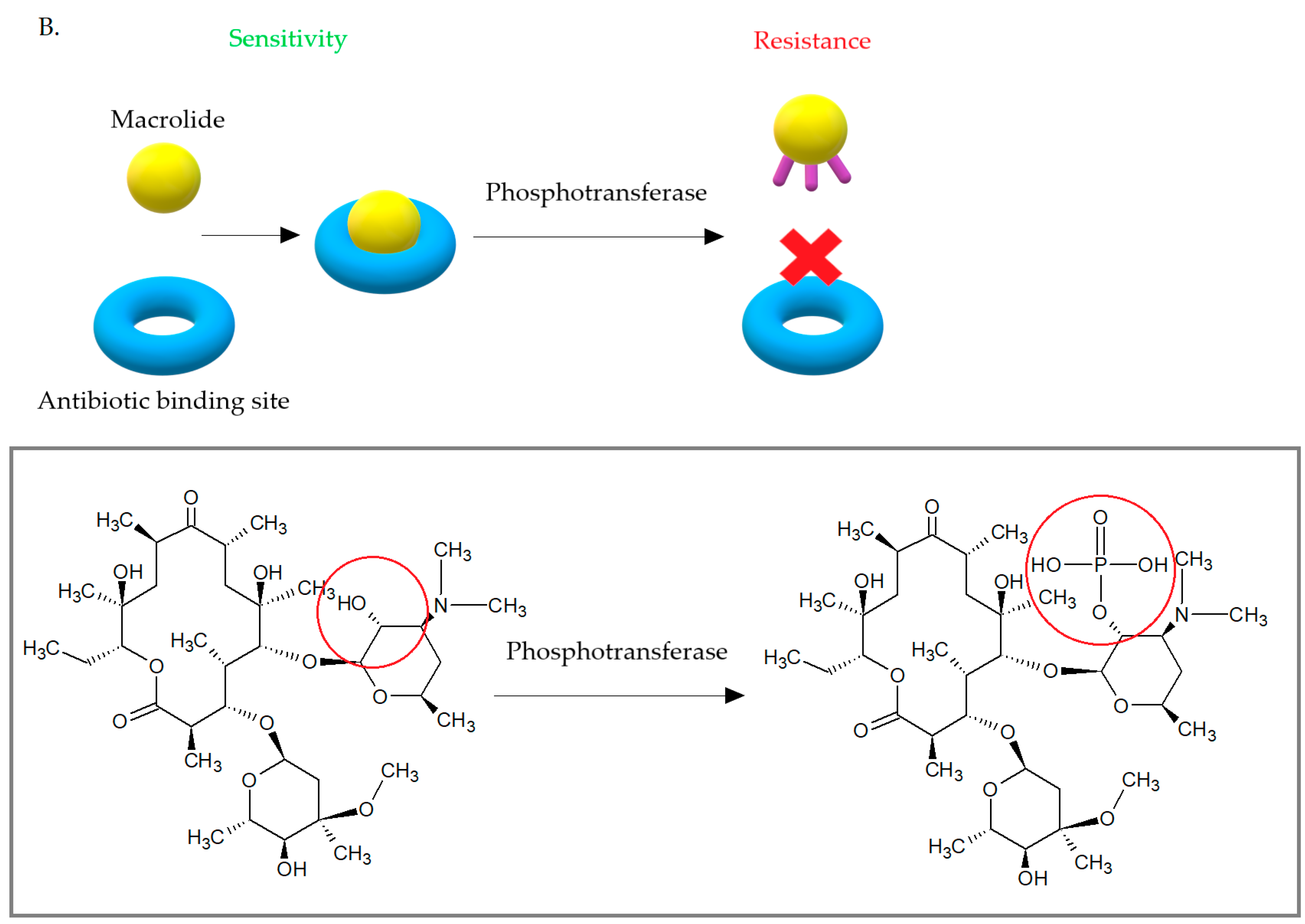 Antibiotics 10 01406 g011b