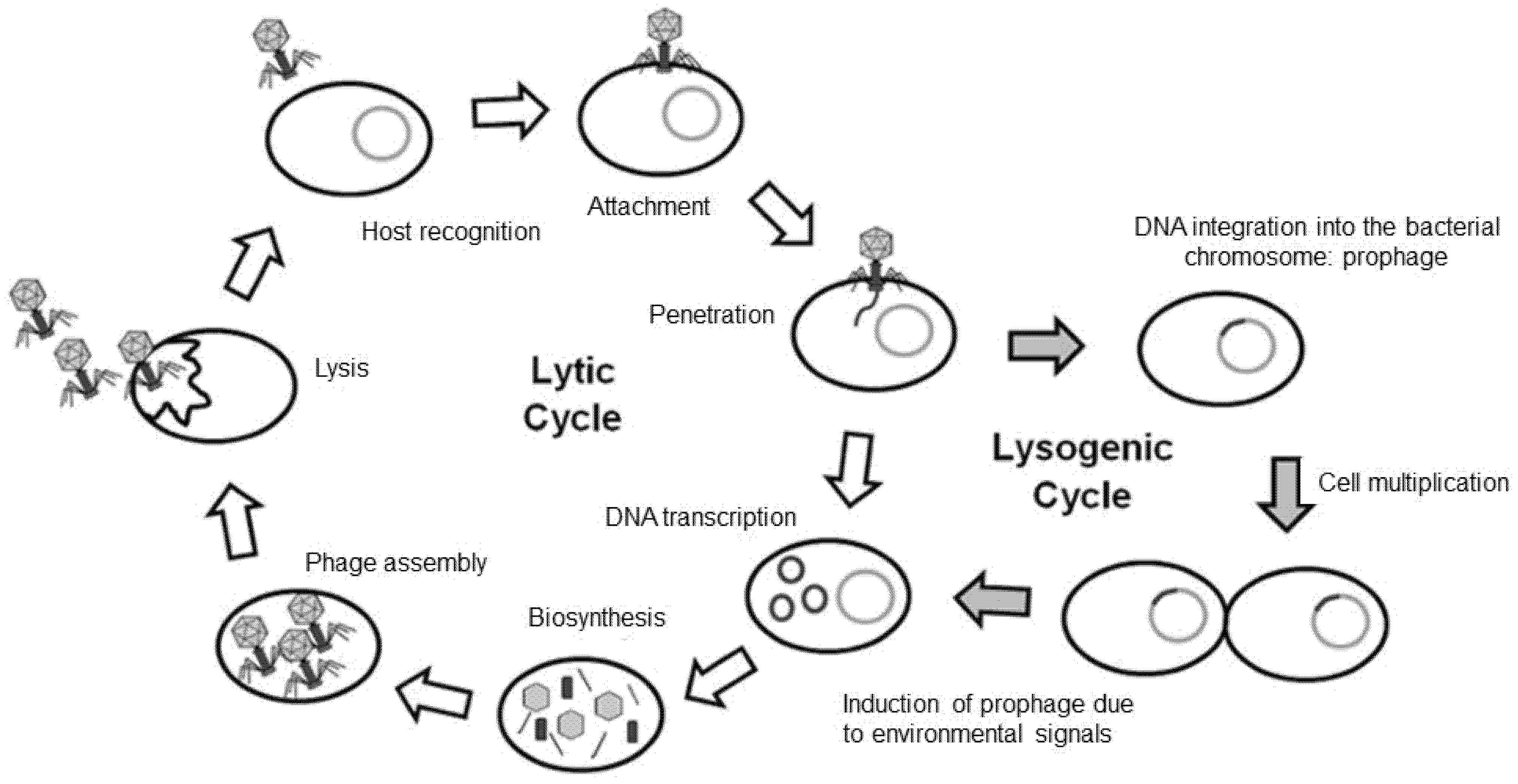 Antibiotics 10 01446 g001