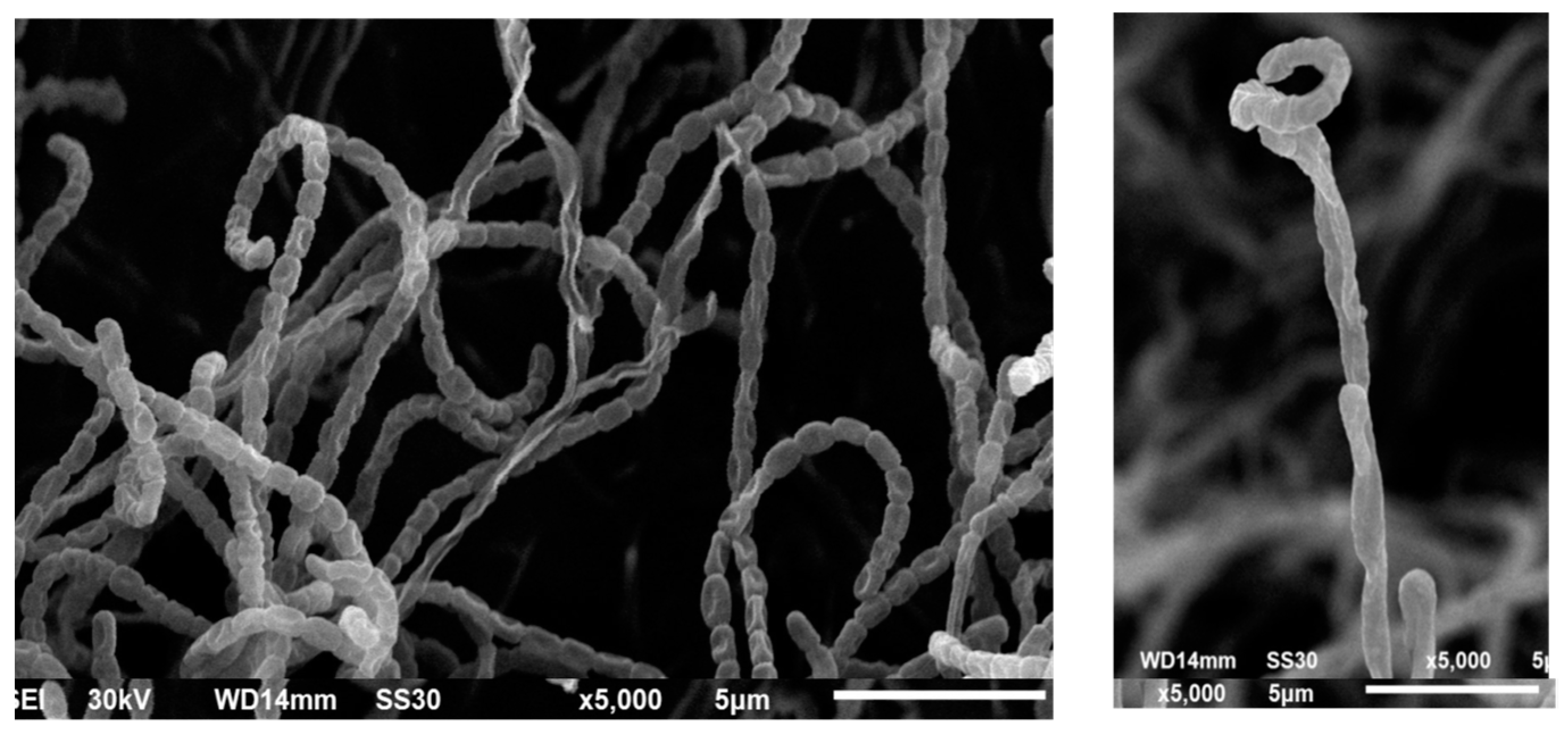 Antibiotics 10 01461 g007