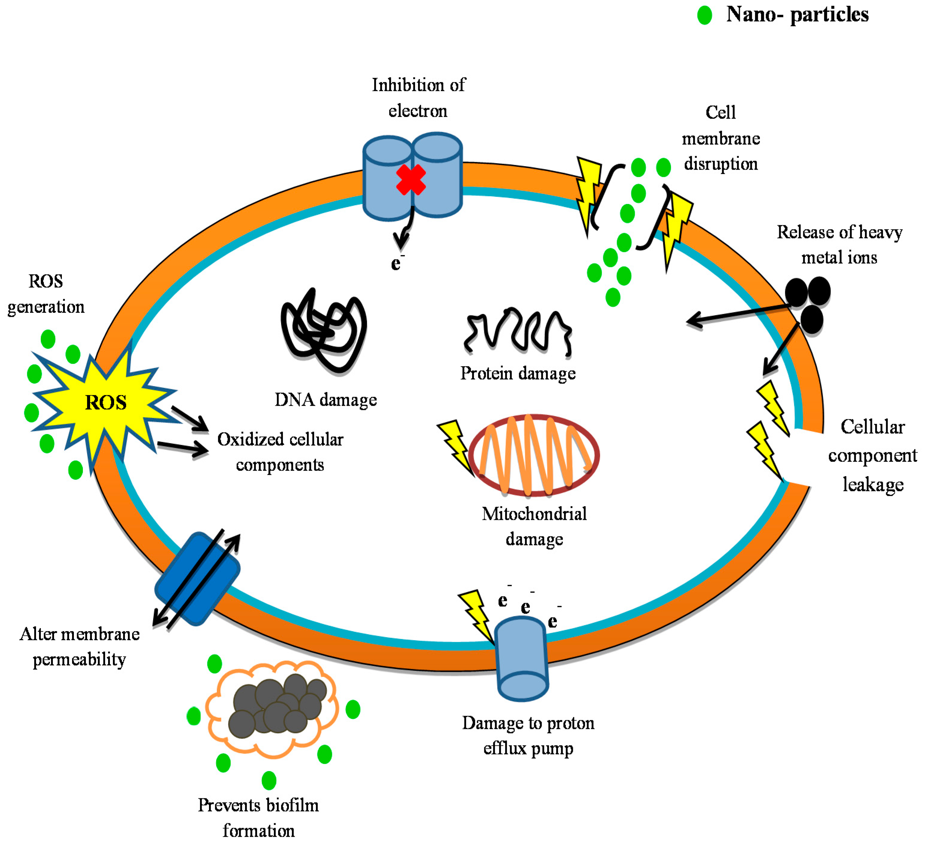 Antibiotics 10 01473 g005 Antibiotics 10 01473 g005