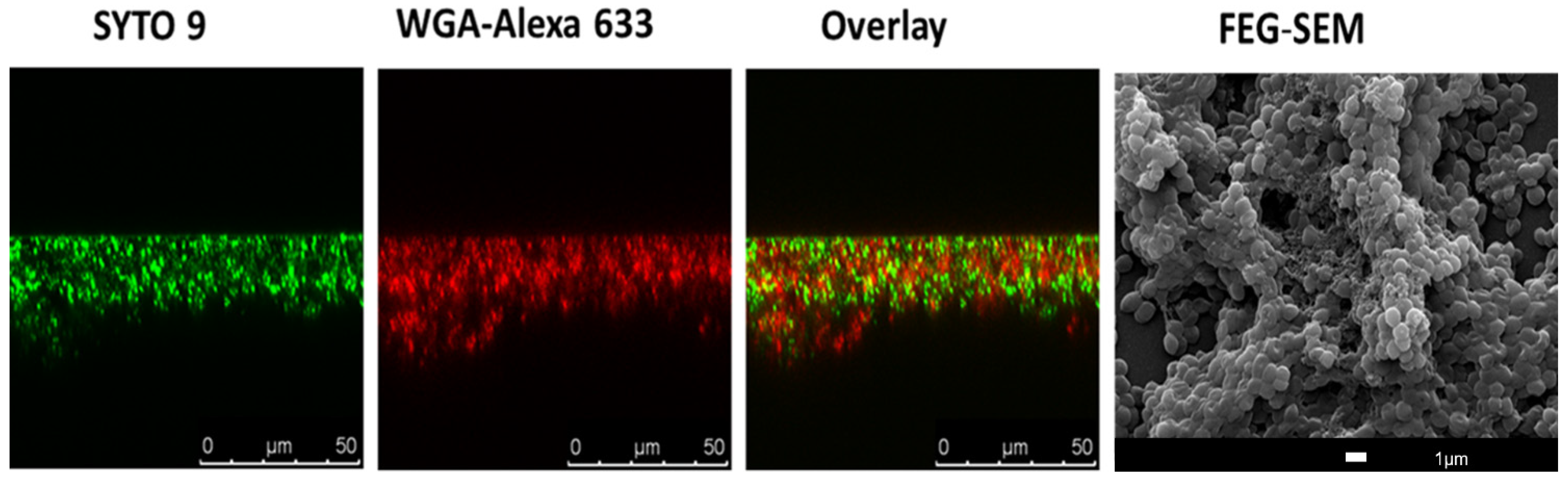 Antibiotics 10 01482 g001 Antibiotics 10 01482 g001