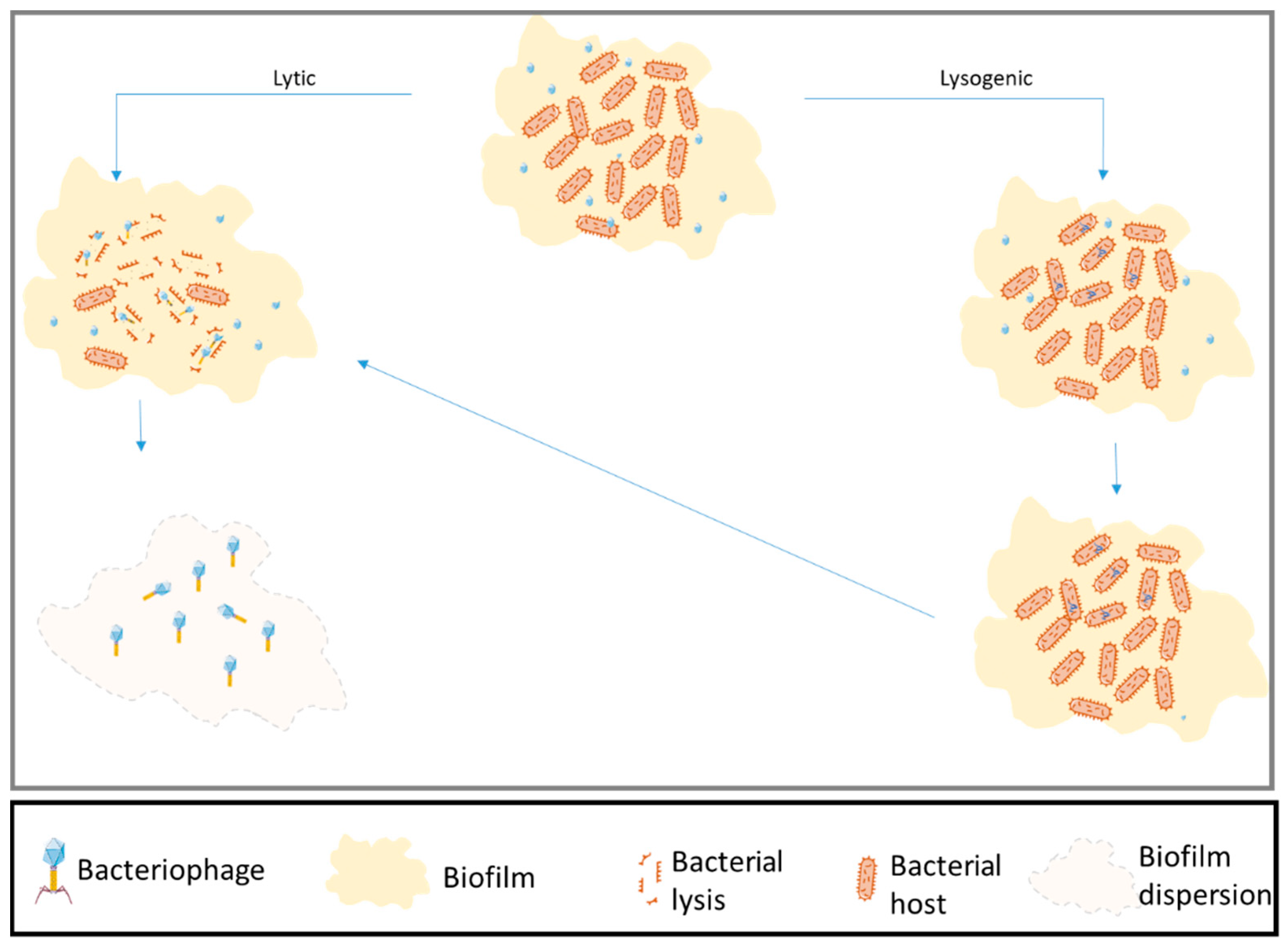 Antibiotics 10 01496 g001