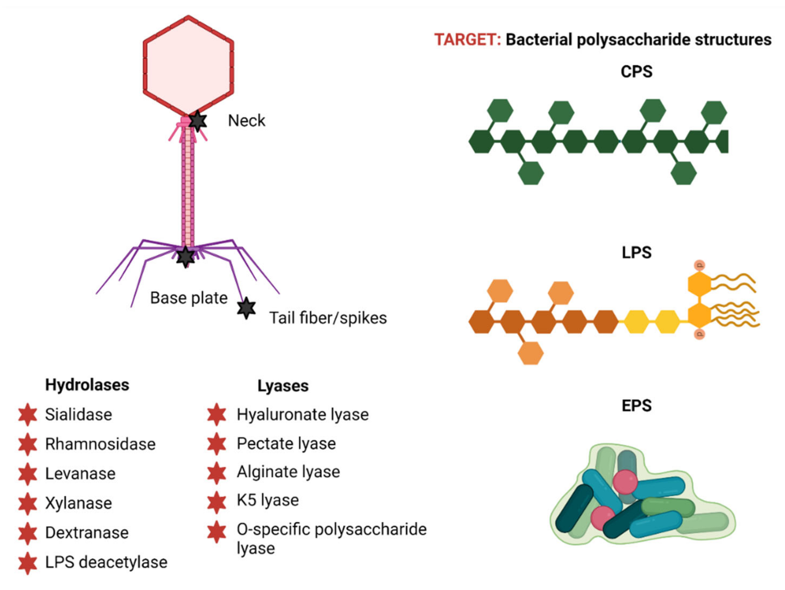 Antibiotics 10 01497 g004 Antibiotics 10 01497 g004