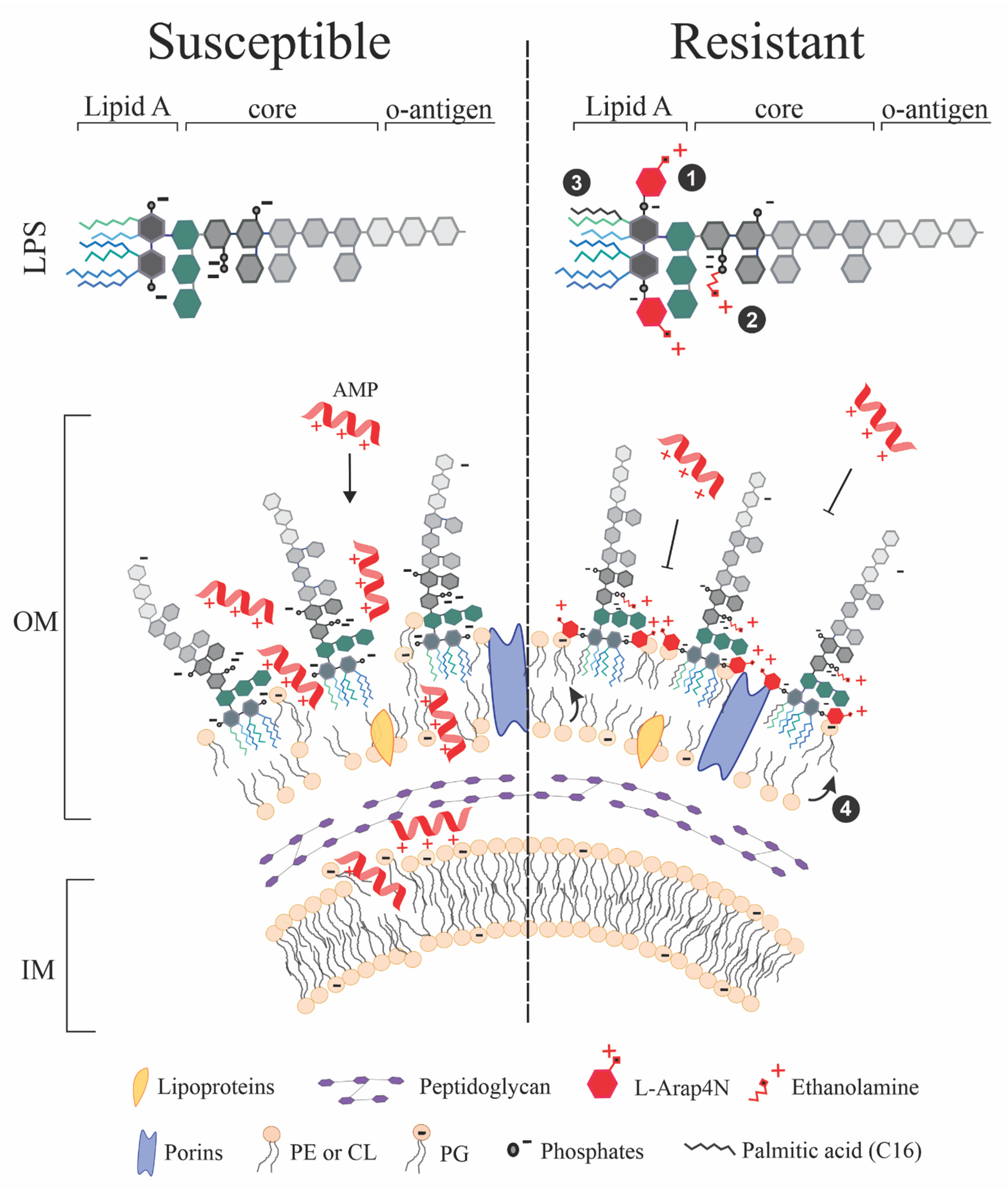 Antibiotics 10 01499 g002 Antibiotics 10 01499 g002