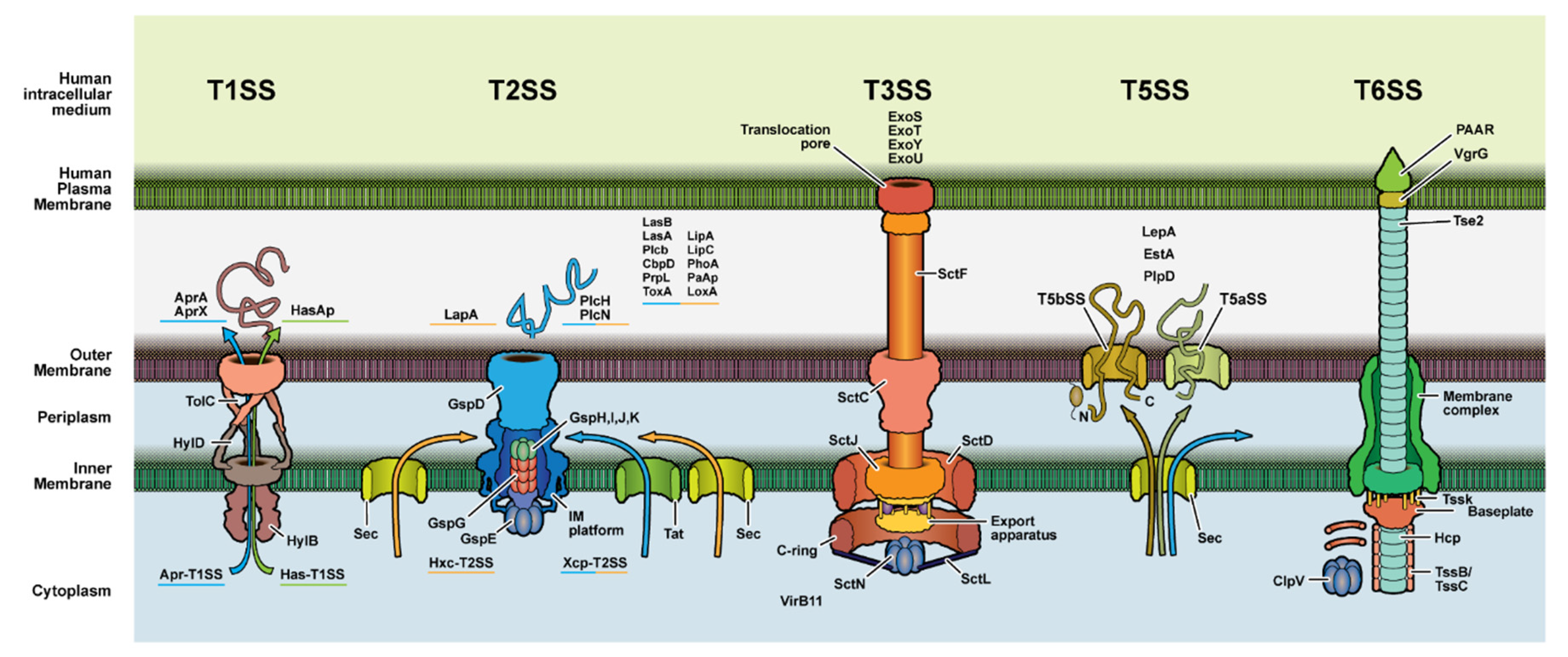 Antibiotics 10 01530 g004 Antibiotics 10 01530 g004