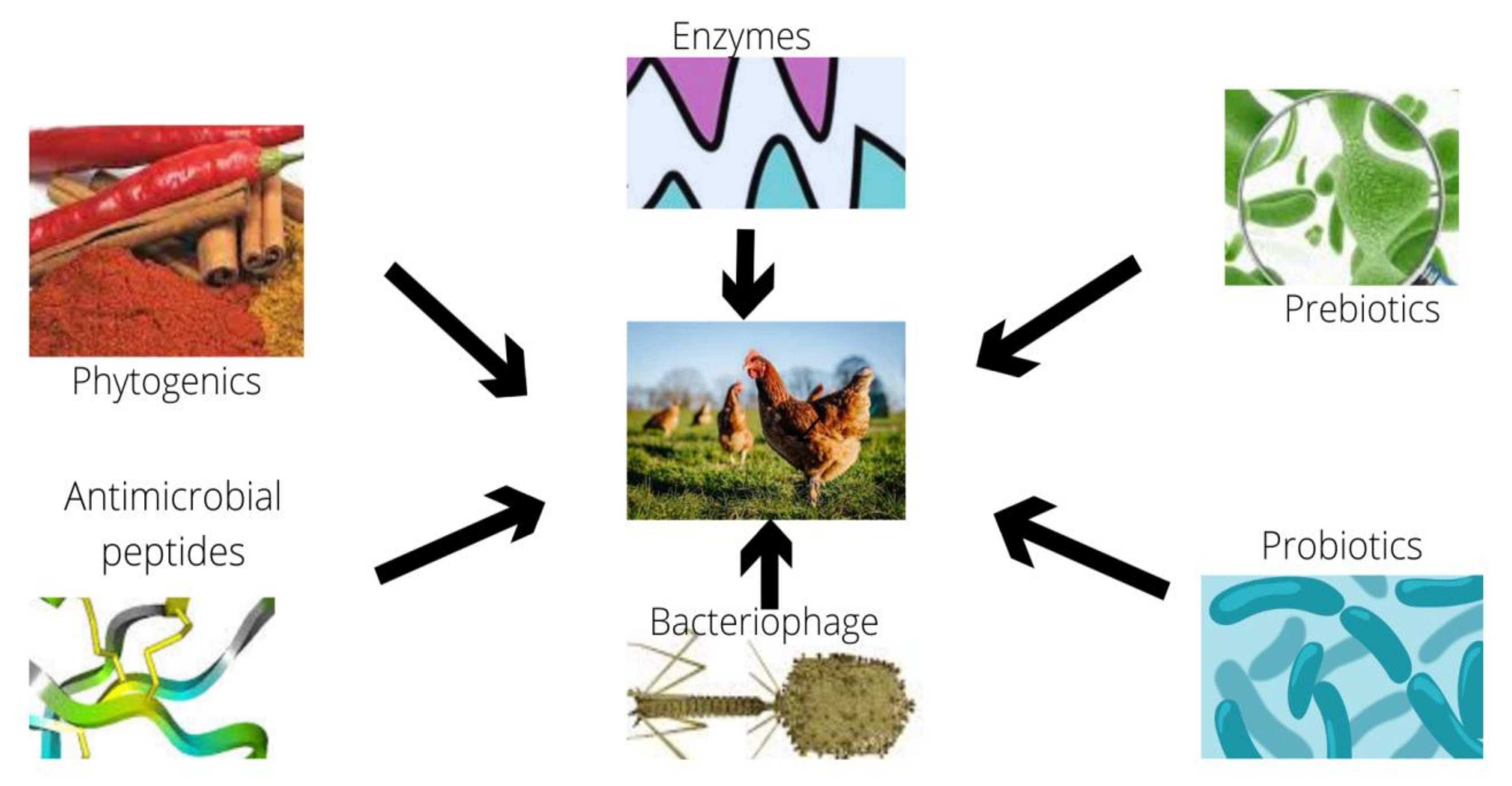 Antibiotics 10 01540 g001 Antibiotics 10 01540 g001