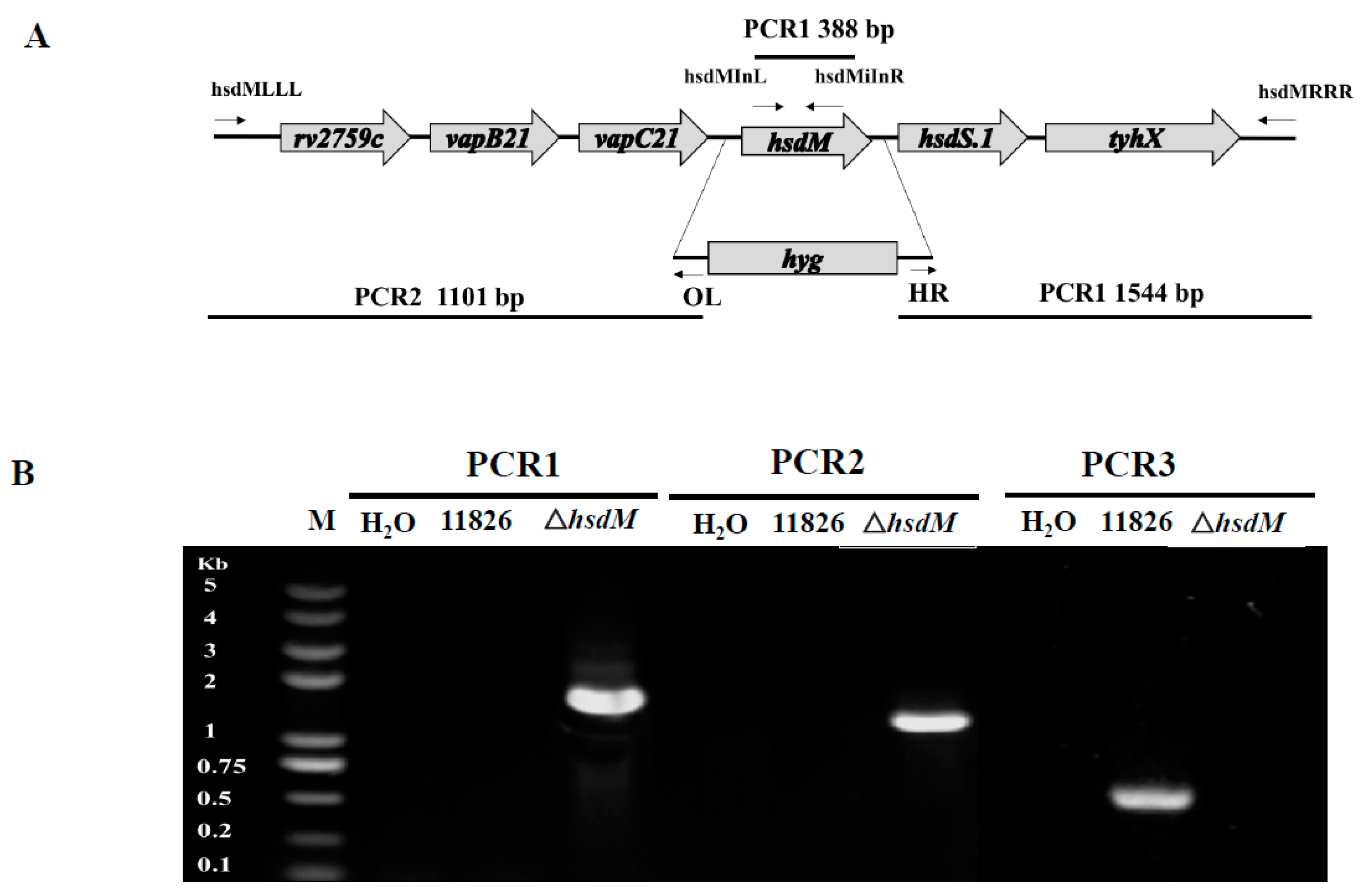 Antibiotics 10 01544 g001
