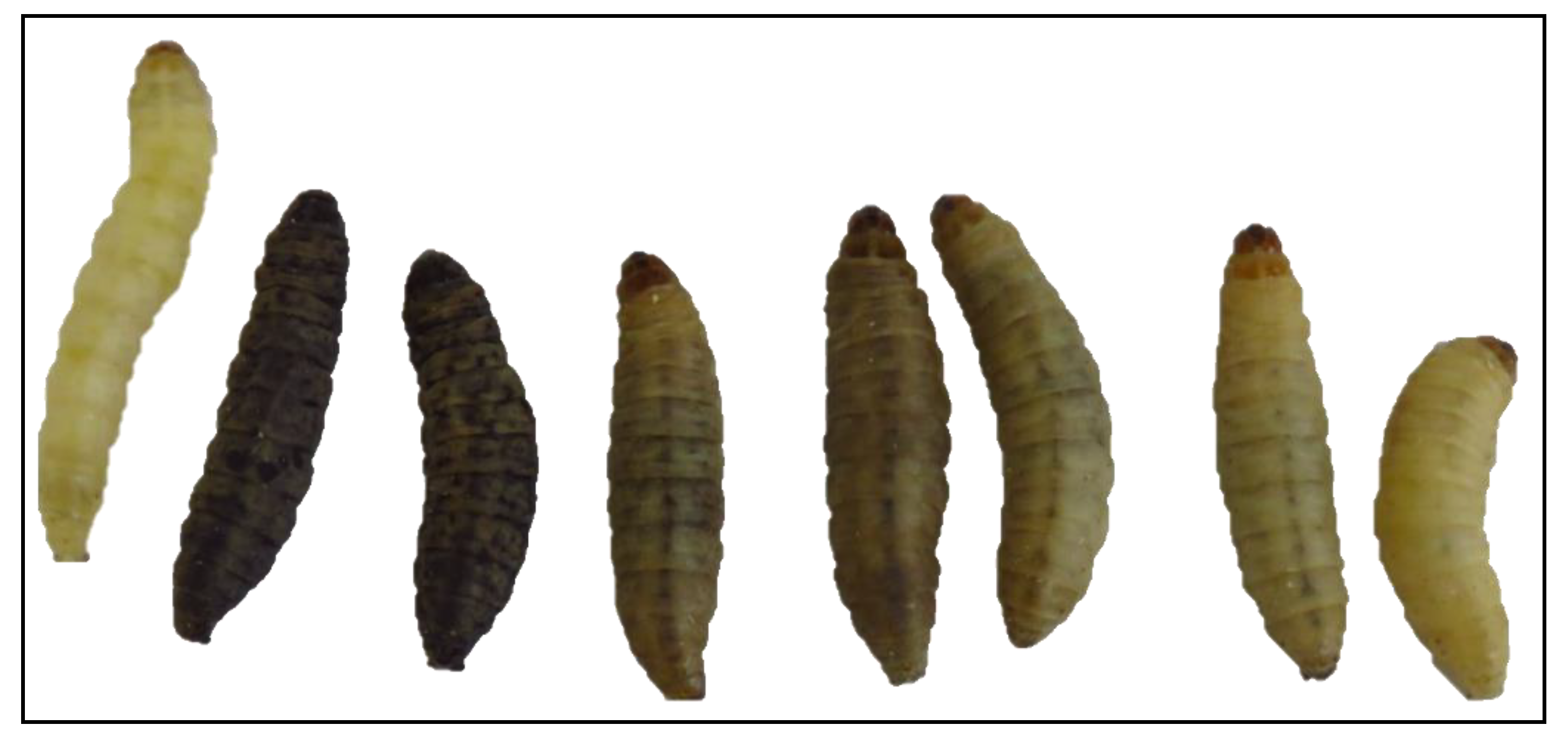 Antibiotics 10 01545 g006