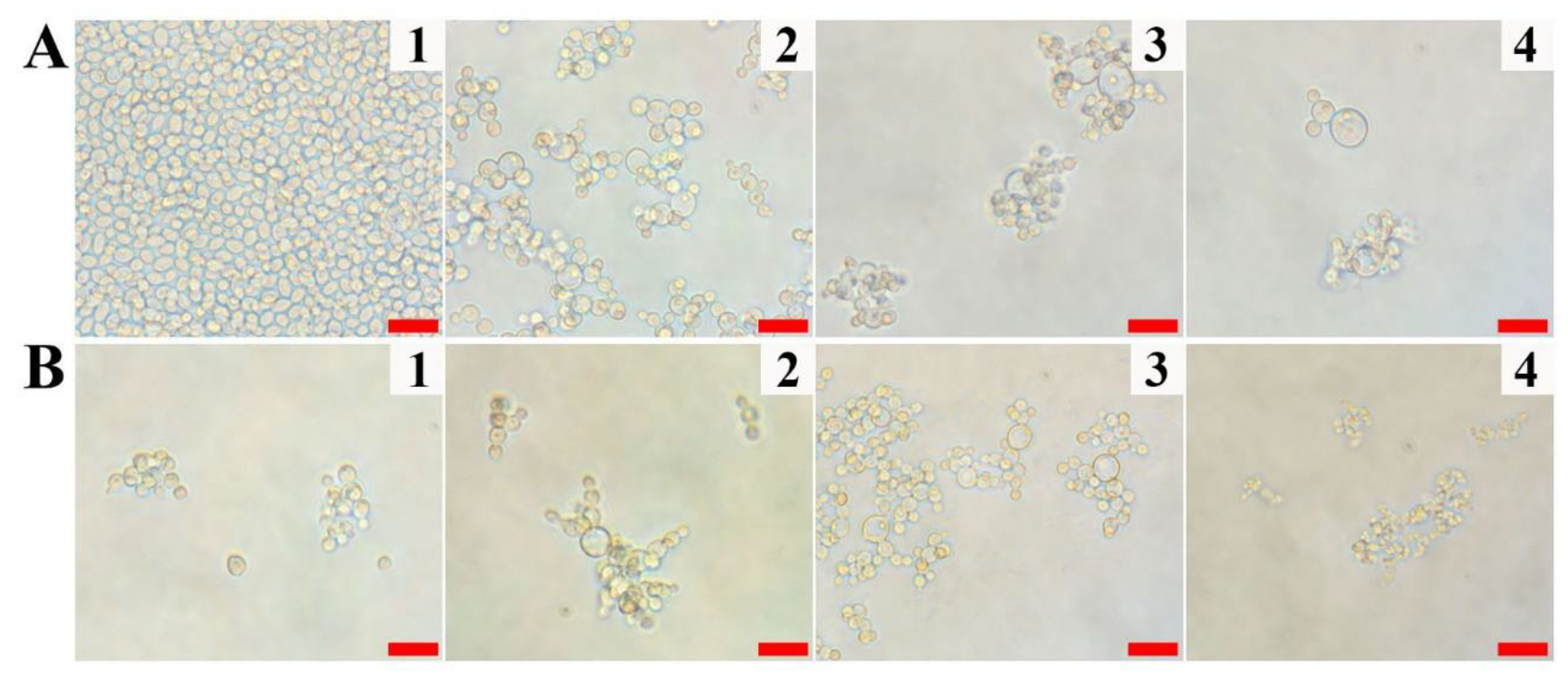 Antibiotics 10 01558 g003