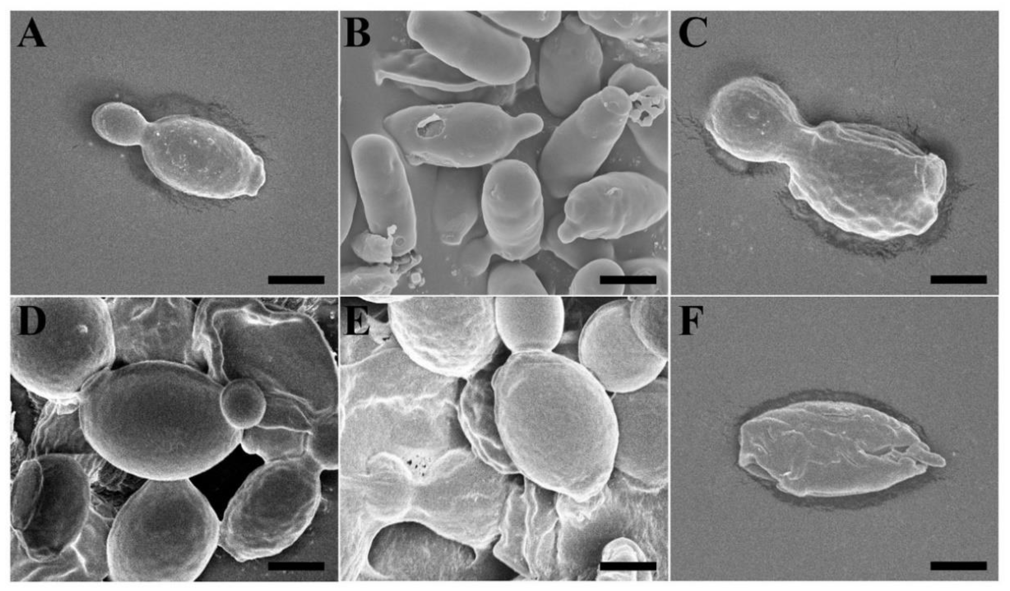 Antibiotics 10 01558 g007