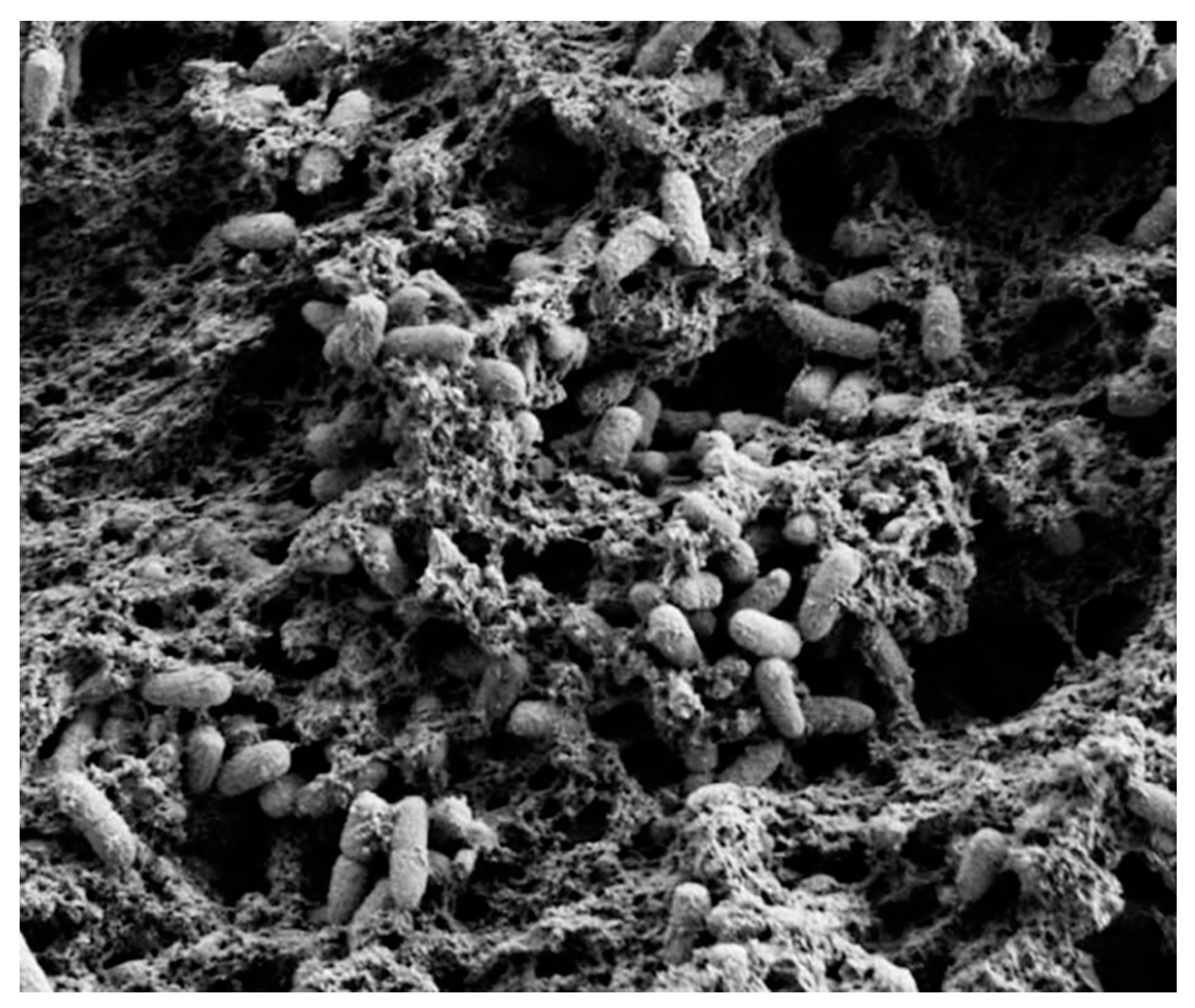 Antibiotics 11 00013 g001