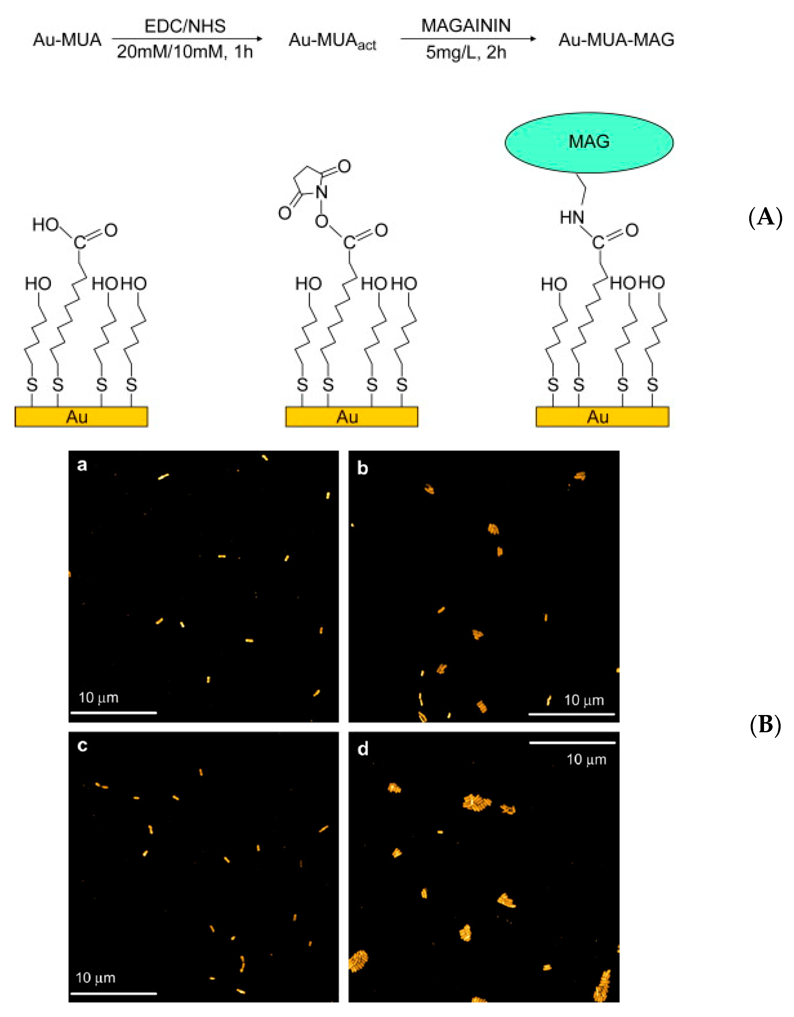 Antibiotics 11 00013 g005