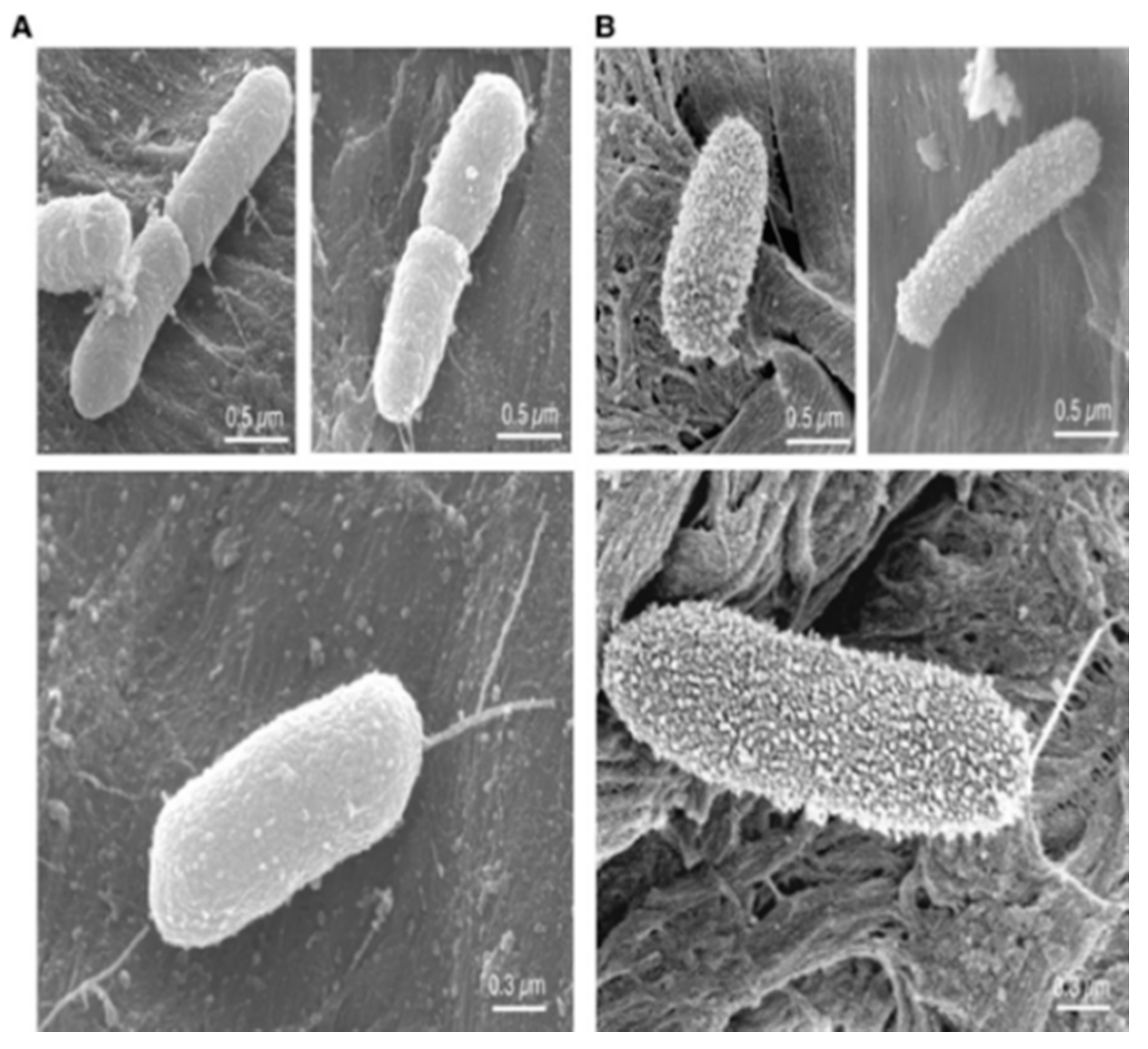 Antibiotics 11 00013 g013