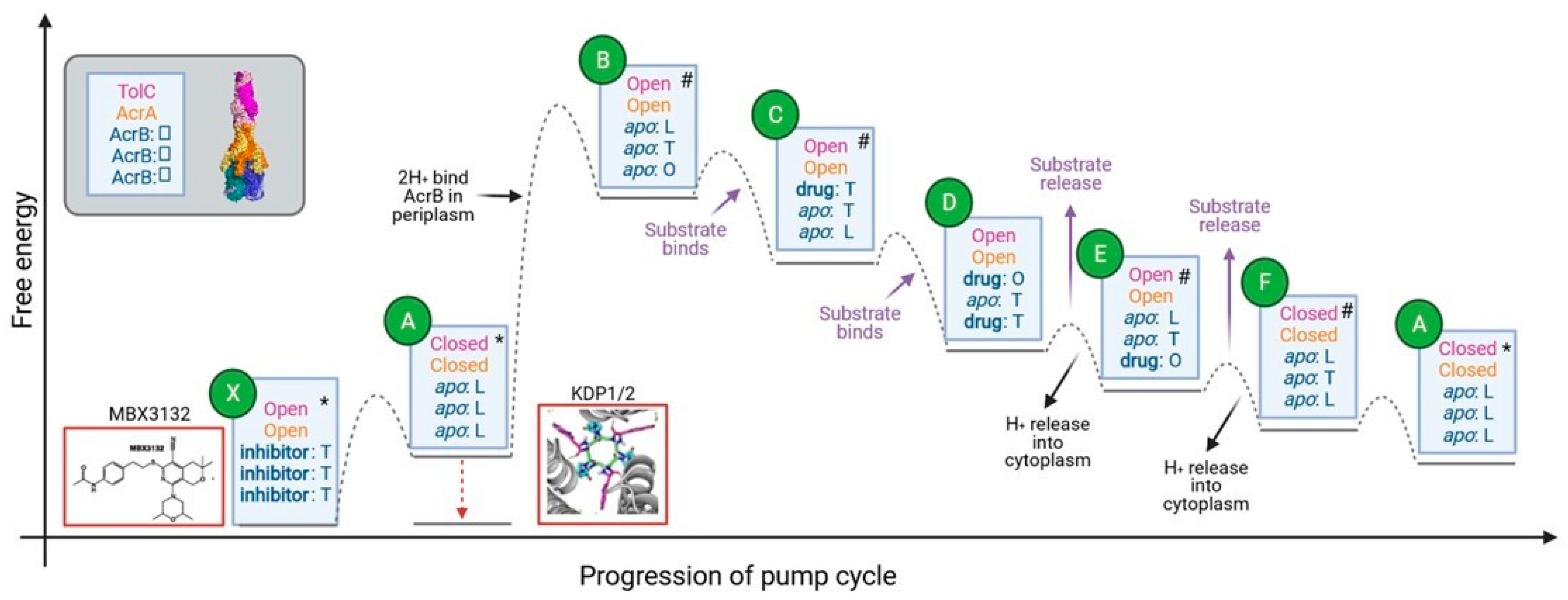 Antibiotics 11 00052 g008