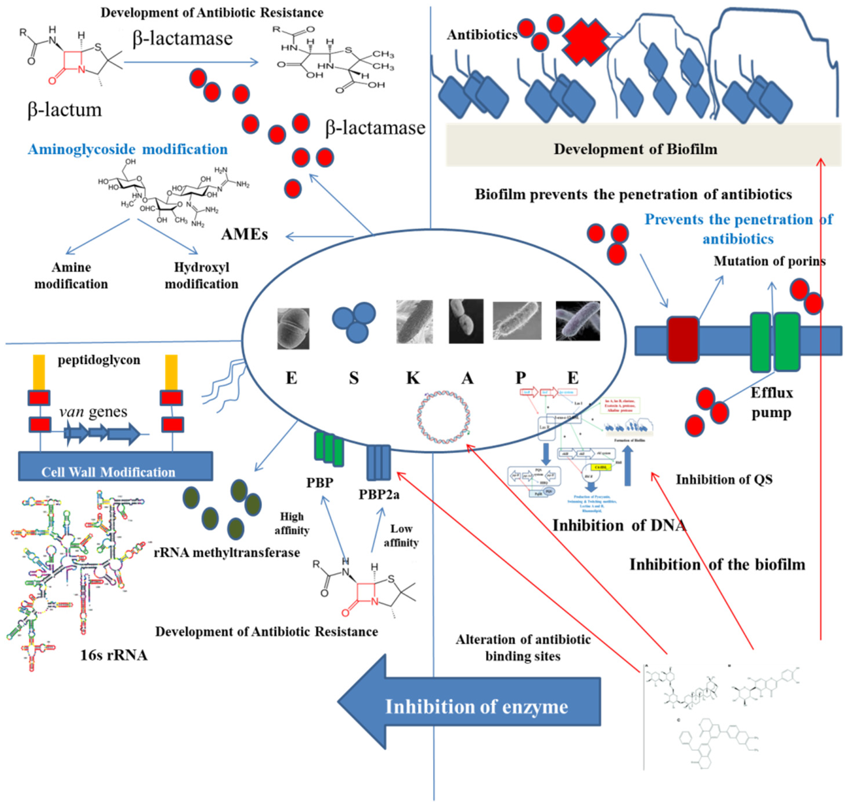 Antibiotics 11 00061 g004 550