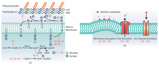 Antimicrobial Bacillus: Metabolites and Their Mode of Action
