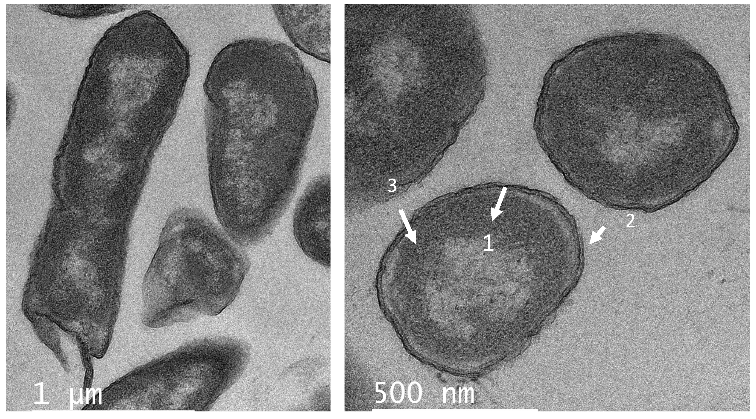 Antibiotics 11 00154 g006
