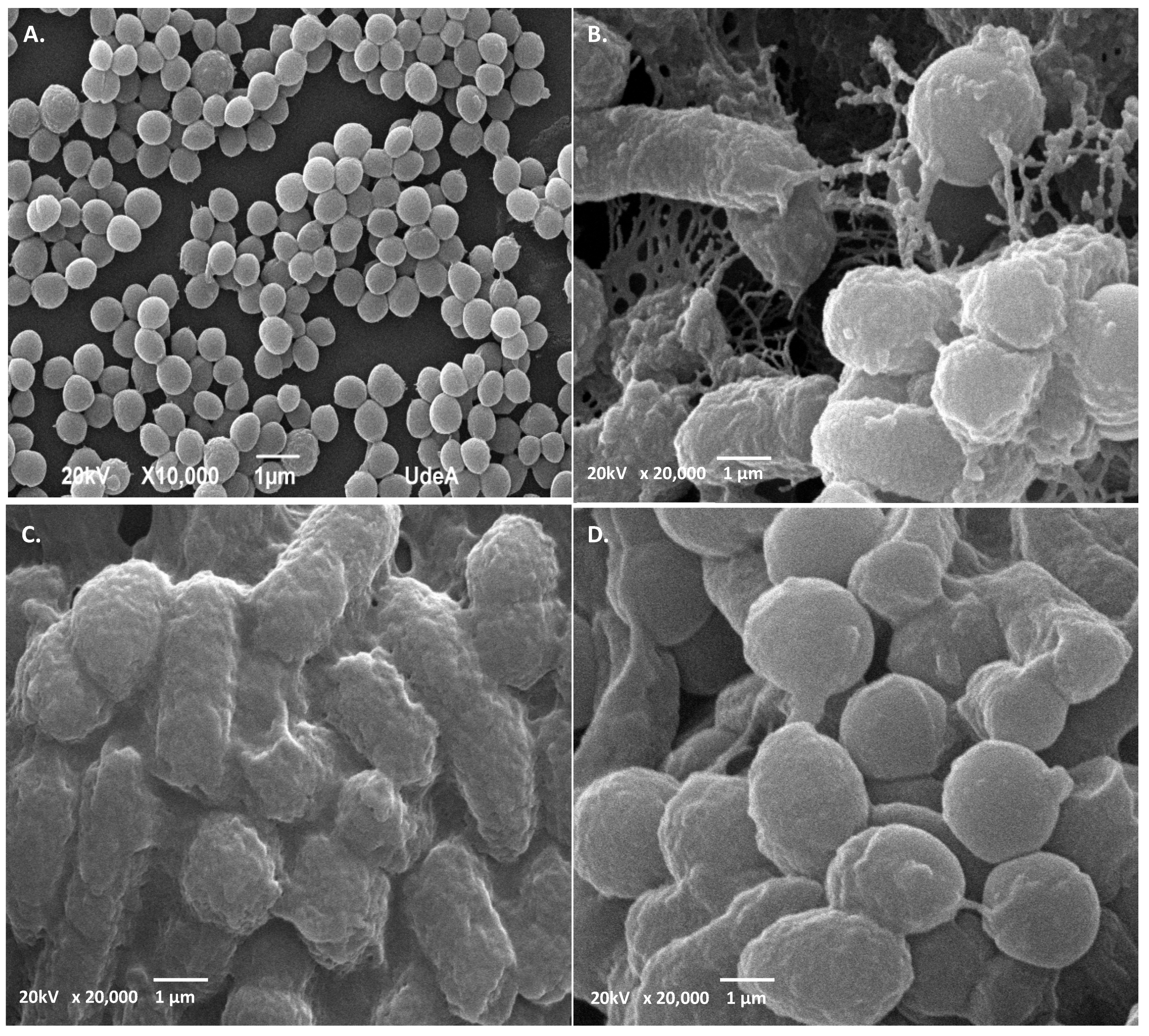 Antibiotics 11 00154 g008