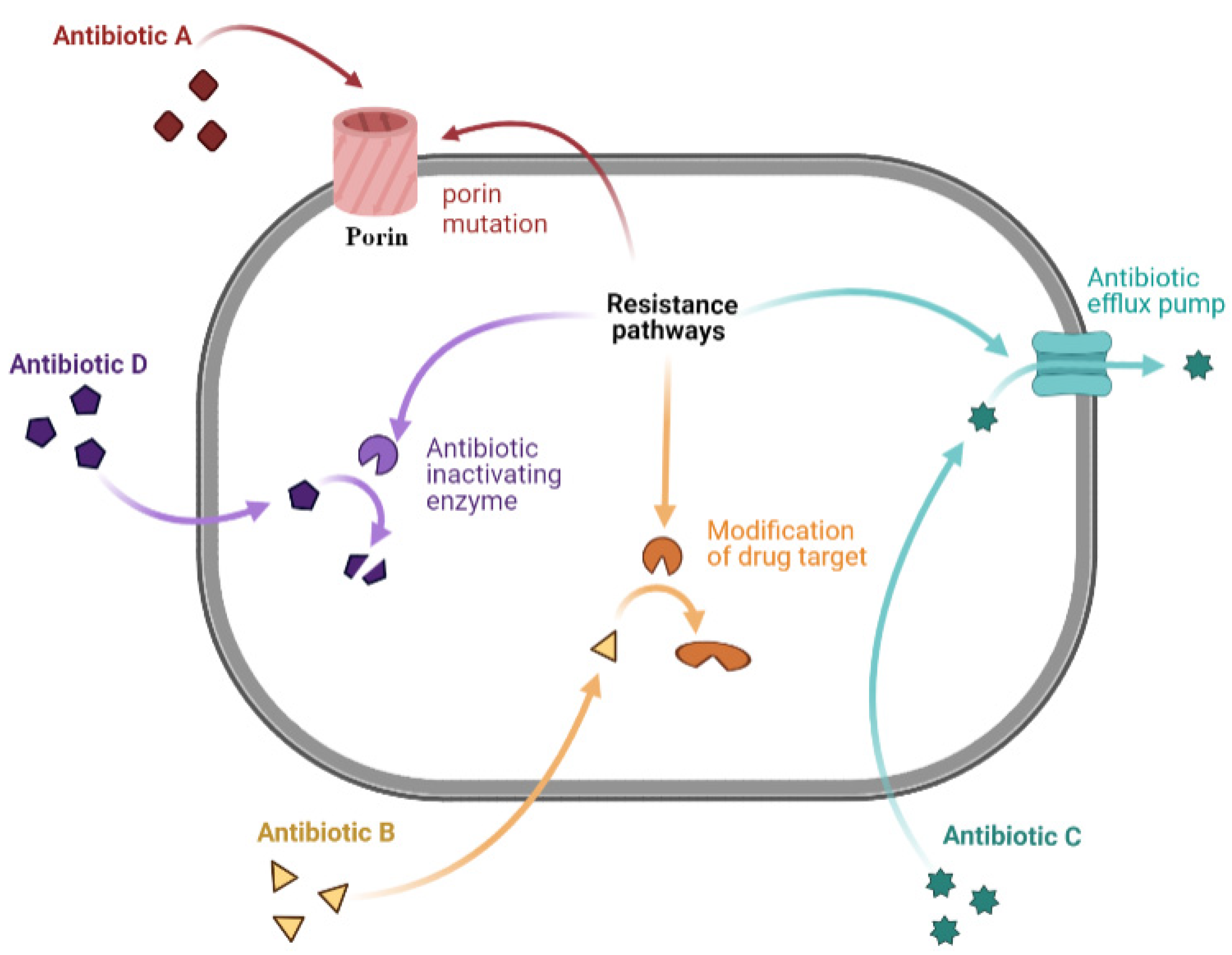 Antibacterial activity and antibiotic-modifying action of