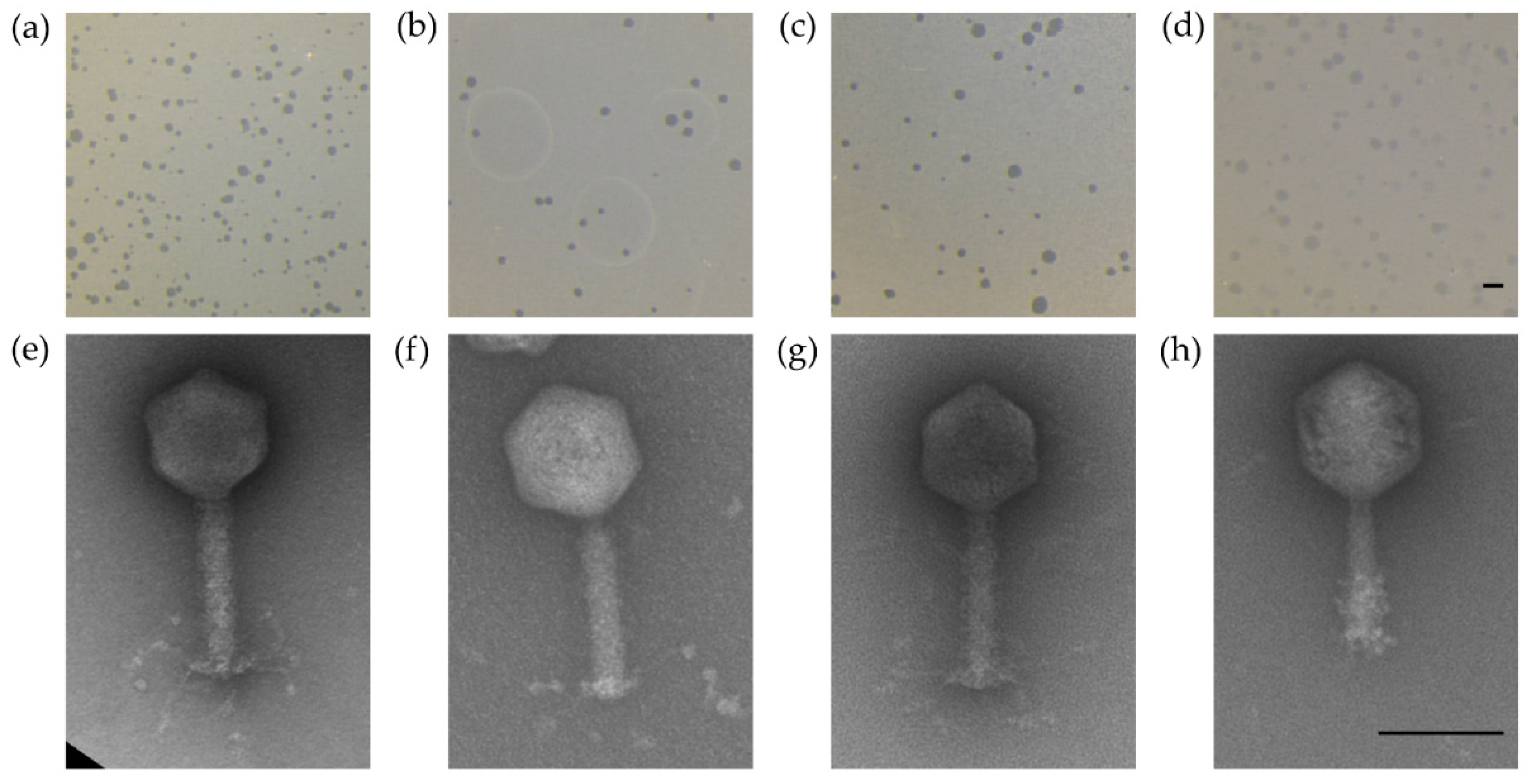 Antibiotics 11 00228 g002