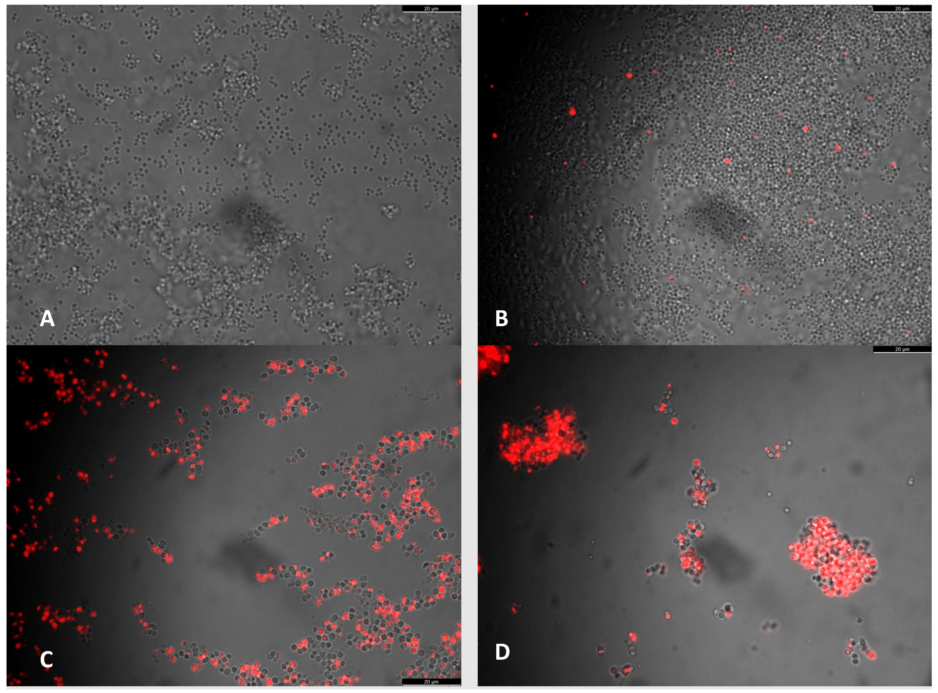 Antibiotics 11 00233 g005 550