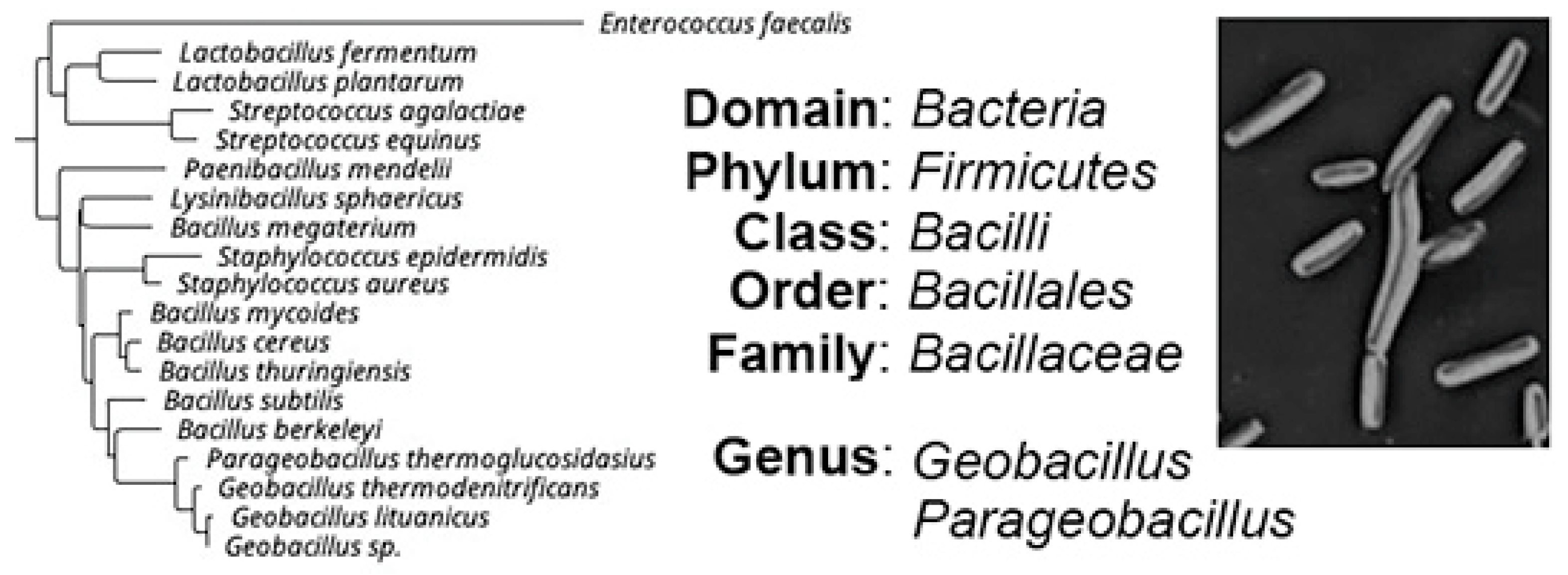 Antibiotics 11 00242 g001 550