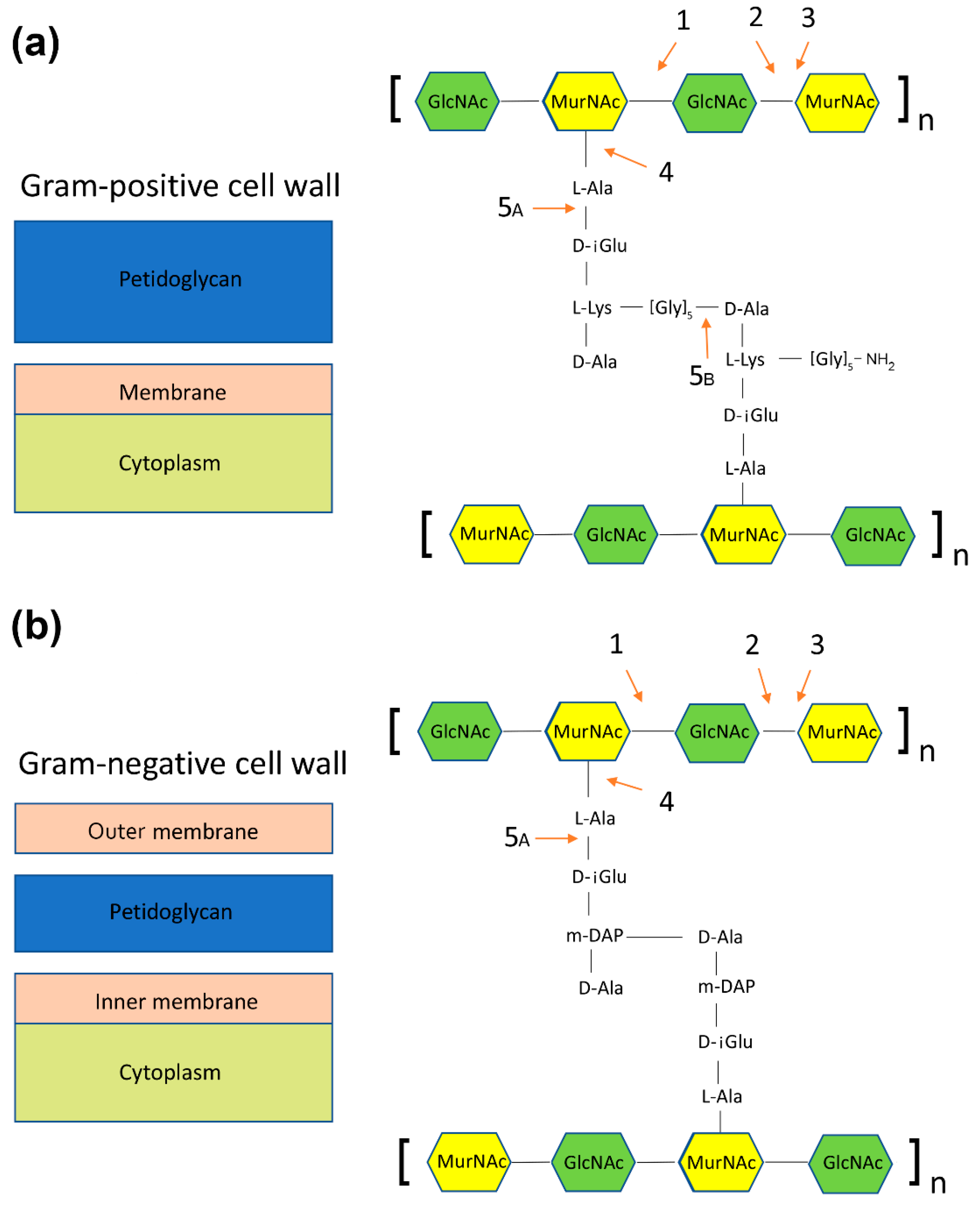 Antibiotics 11 00242 g003 550