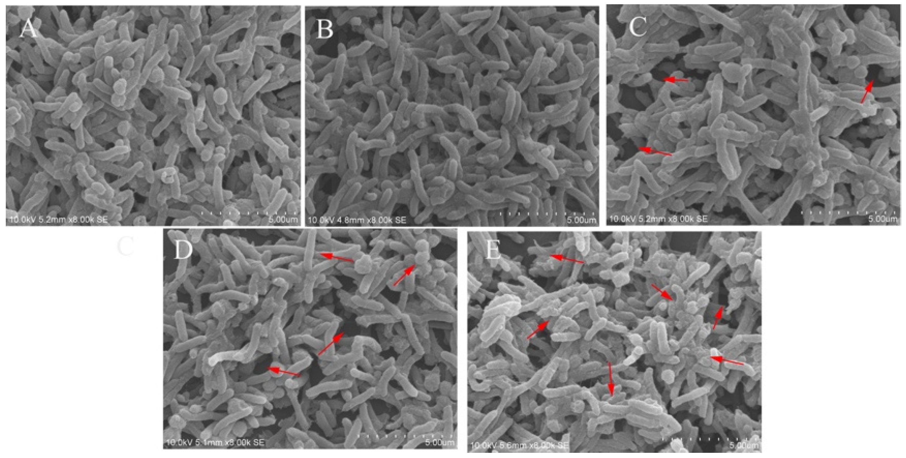 Antibiotics 11 00262 g003