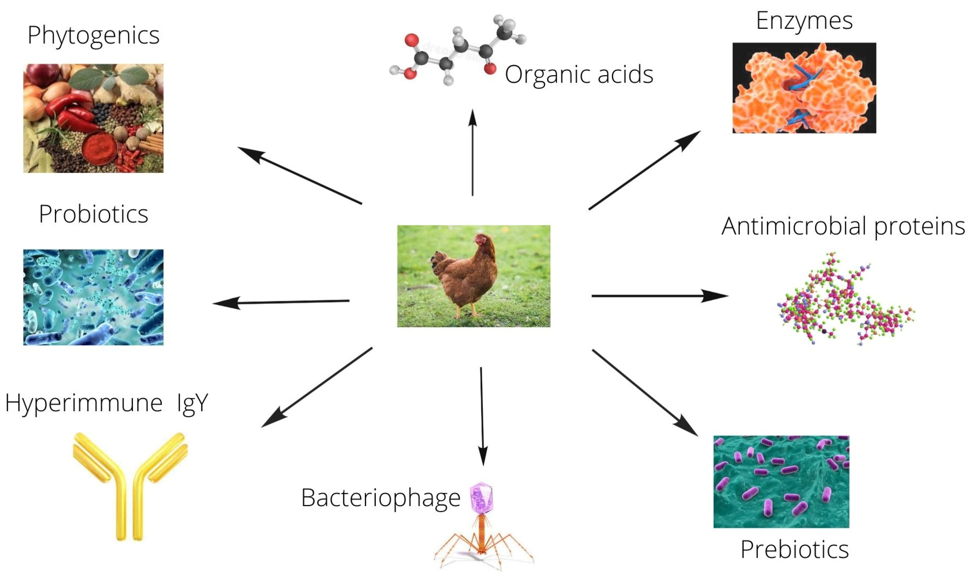 Antibiotics Free FullText Perspective, Opportunities and