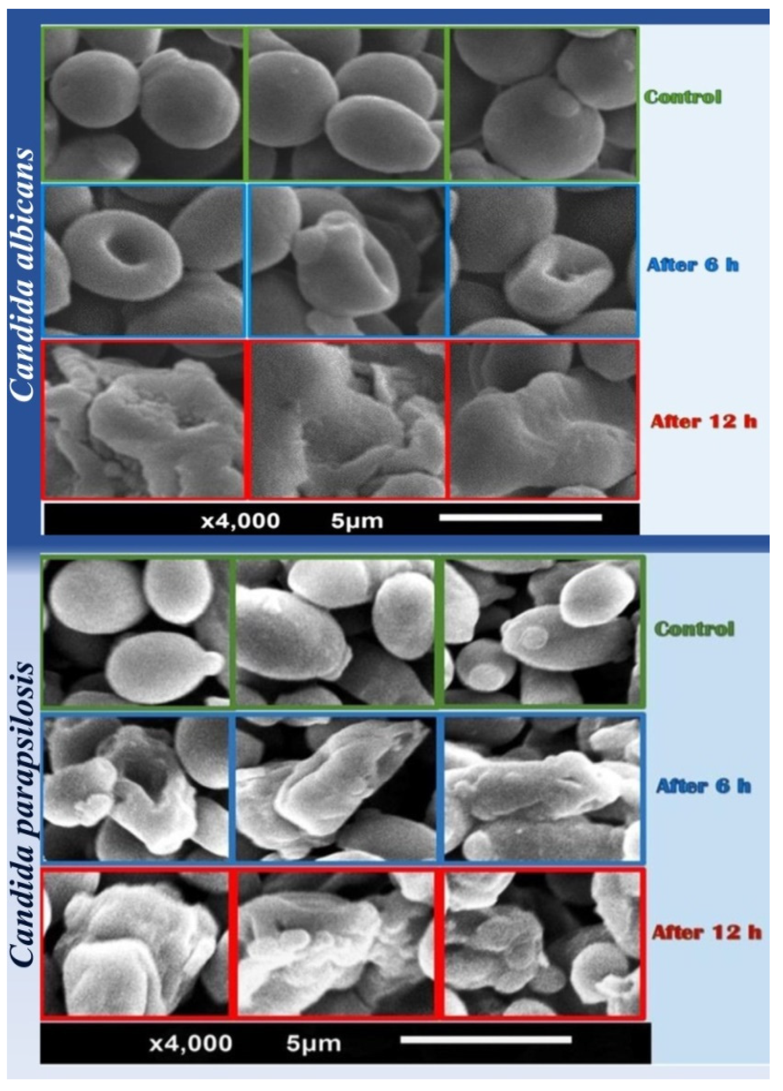 Antibiotics 11 00327 g001