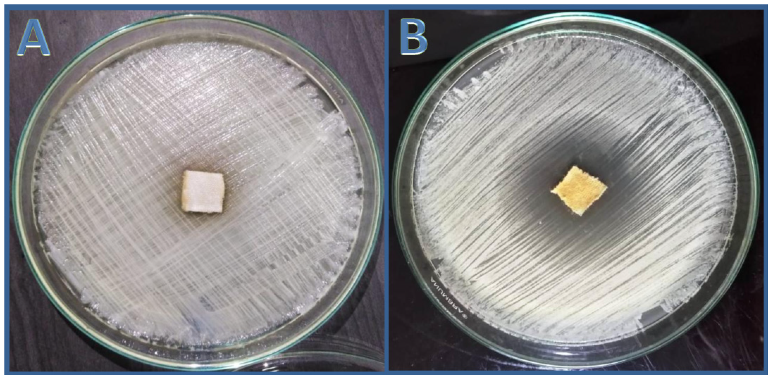 Antibiotics 11 00327 g006