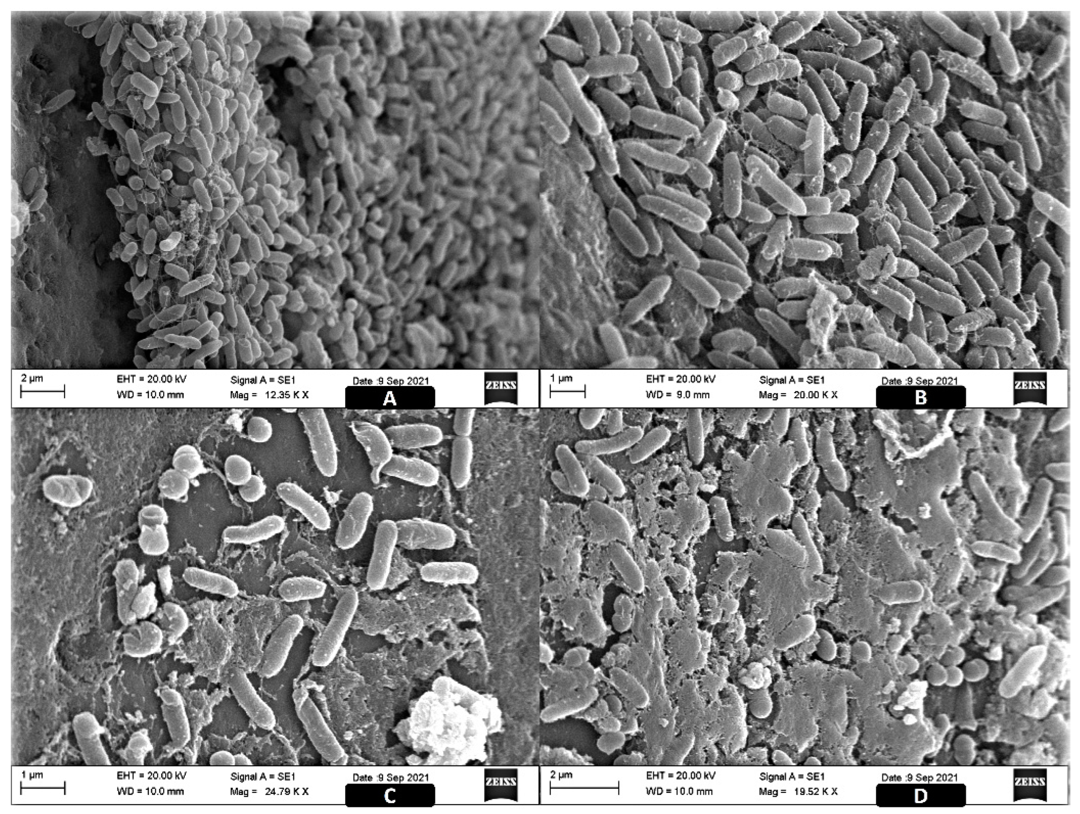 Antibiotics 11 00388 g002