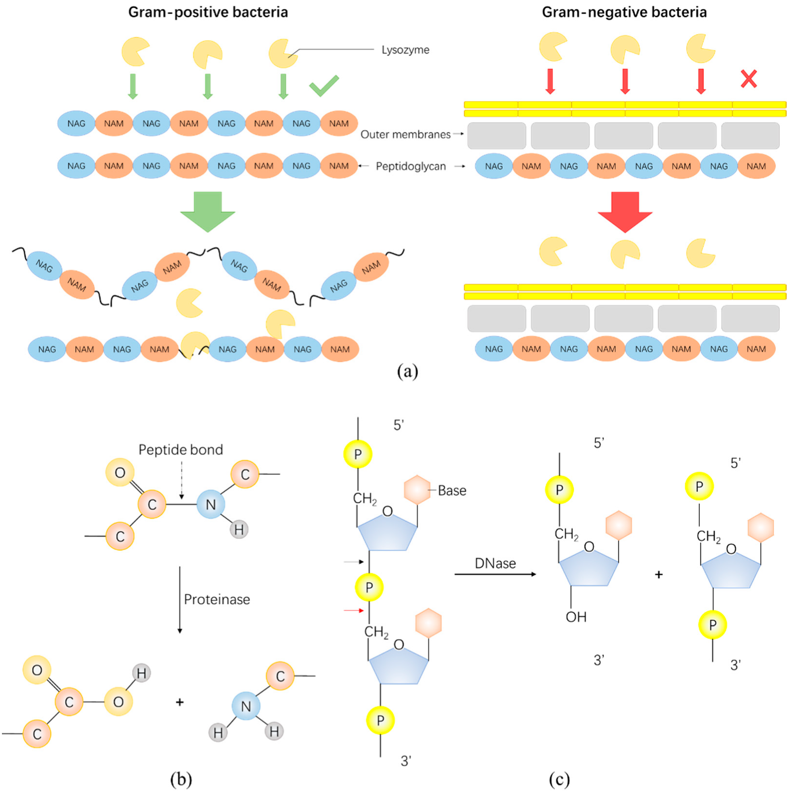Antibiotics 11 00390 g002