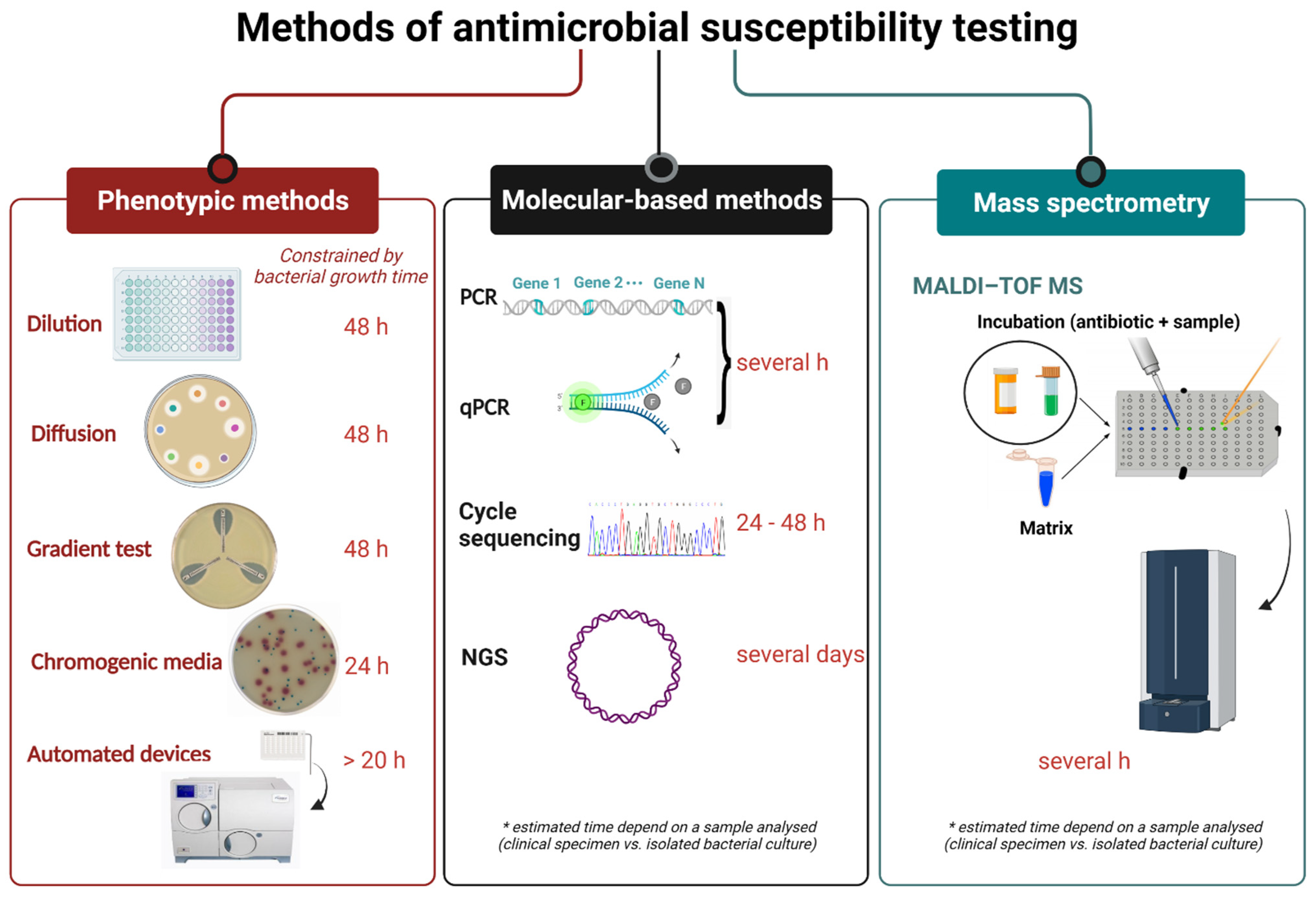 Susceptibility to antimicrobial agents