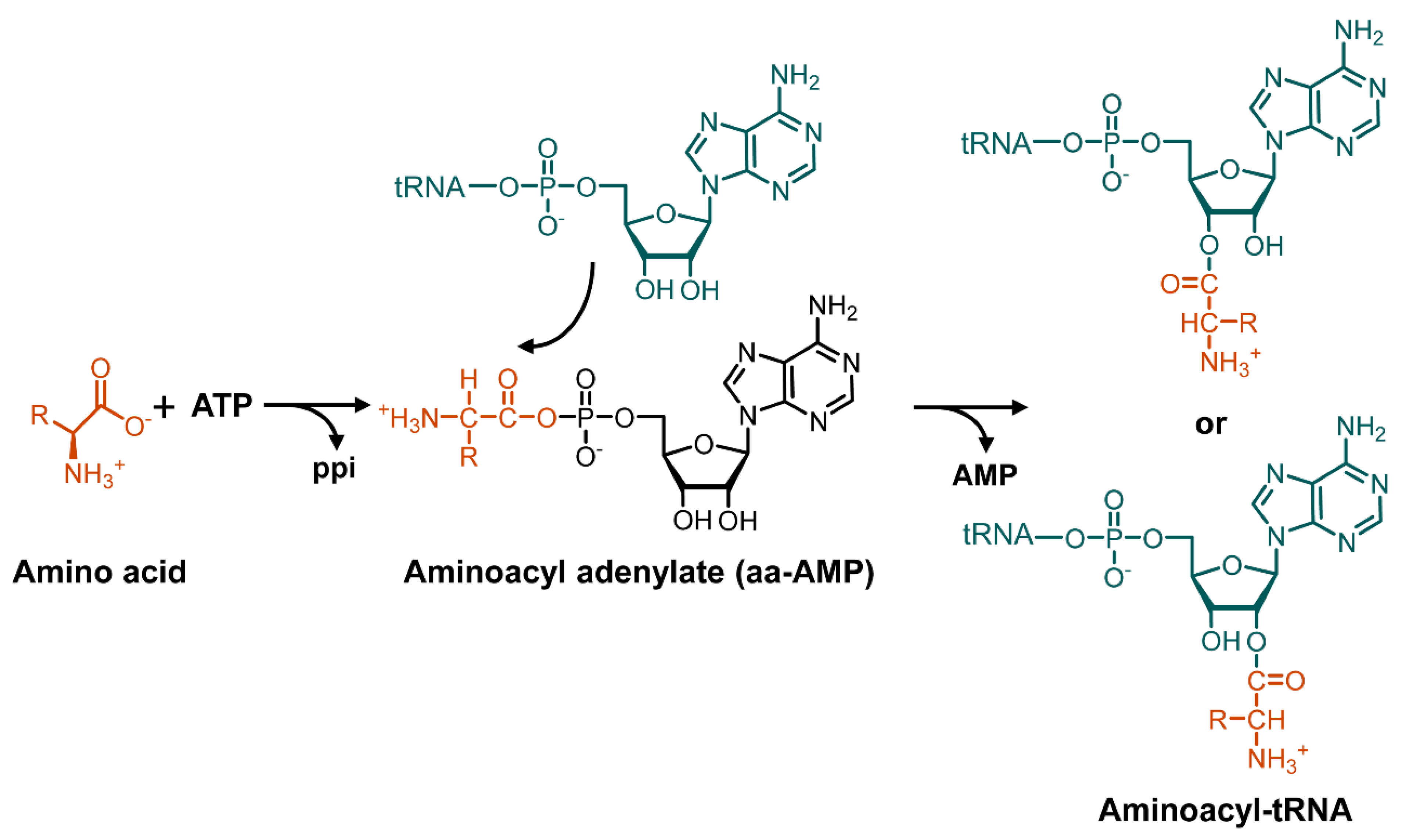 Antibiotics 11 00438 sch001 Antibiotics 11 00438 sch001