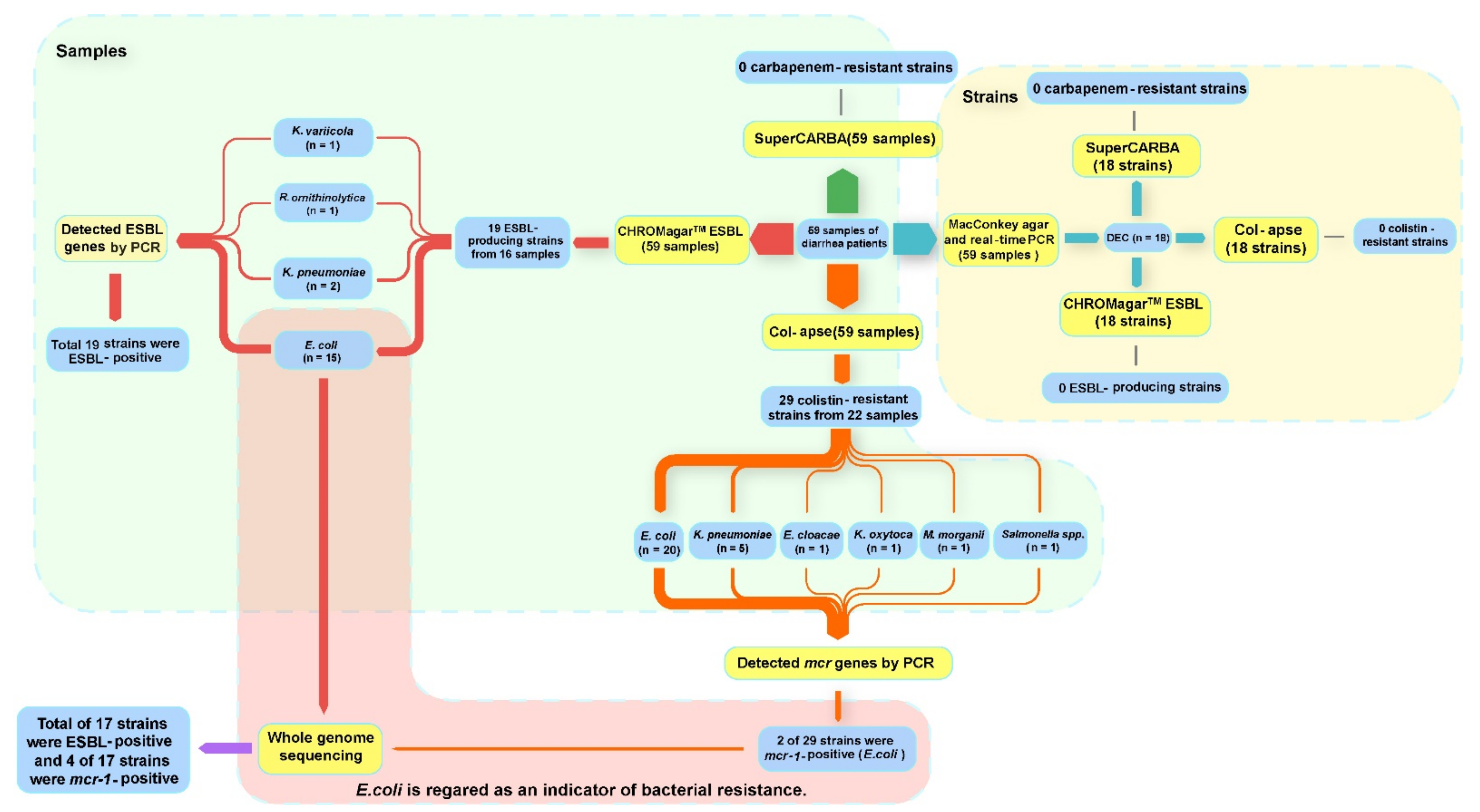 Antibiotics Free Full Text High Carriage Of Extended Spectrum Beta Lactamase Producing And Colistin Resistant Enterobacteriaceae In Tibetan Outpatients With Diarrhea Html