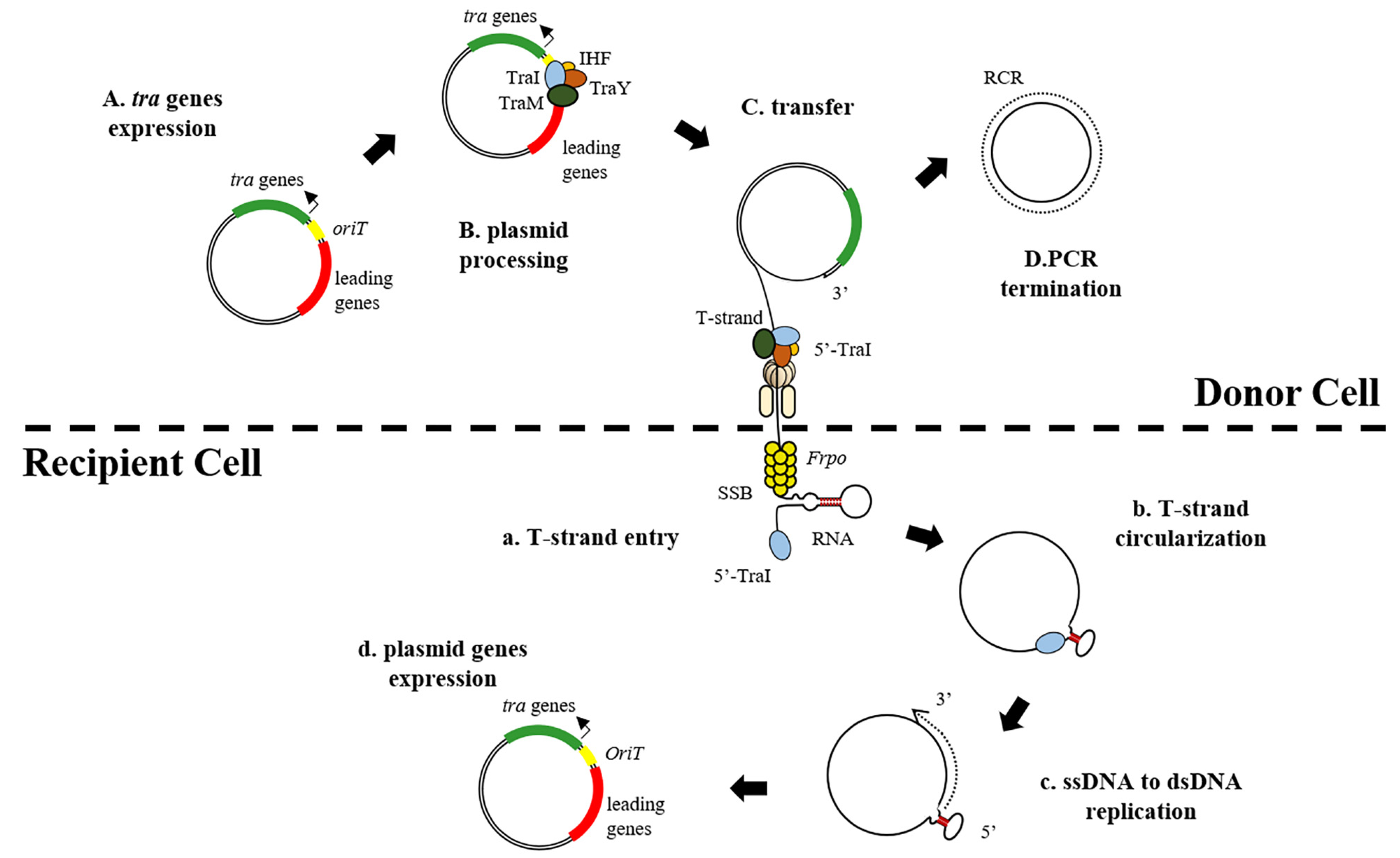 Antibiotics Free FullText PlasmidMediated Transfer of Antibiotic