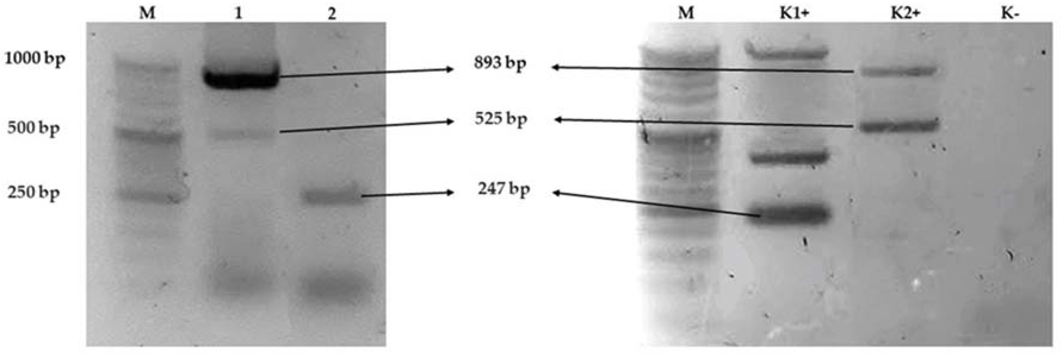 Antibiotics 11 00530 g001