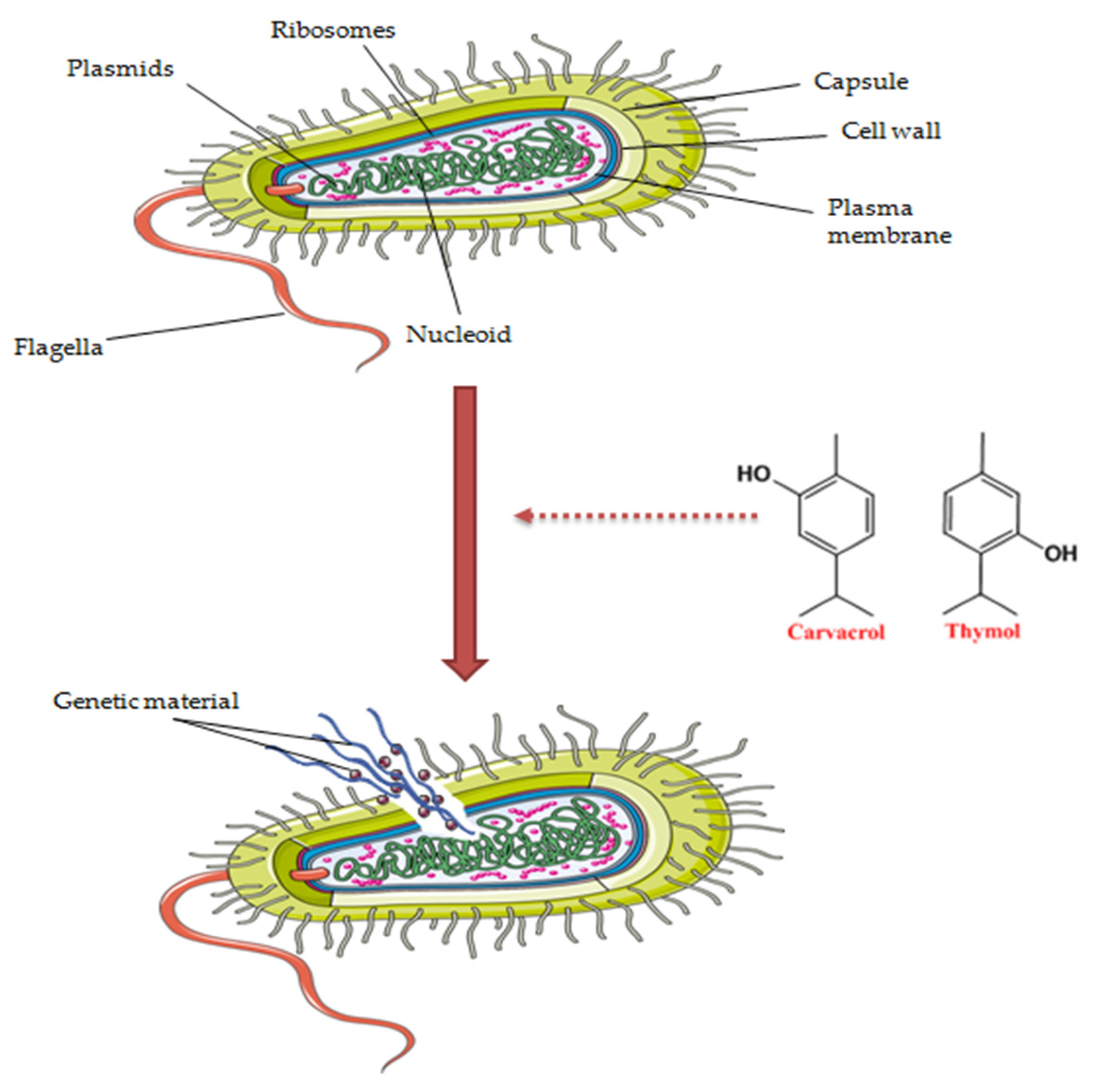 Antibiotics 11 00549 g003