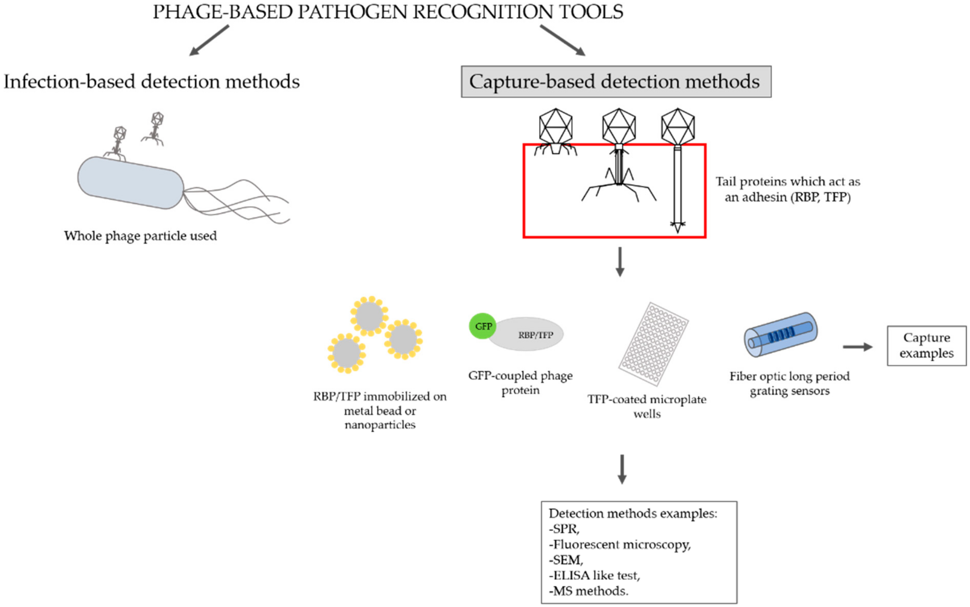 Antibiotics 11 00555 g002 Antibiotics 11 00555 g002