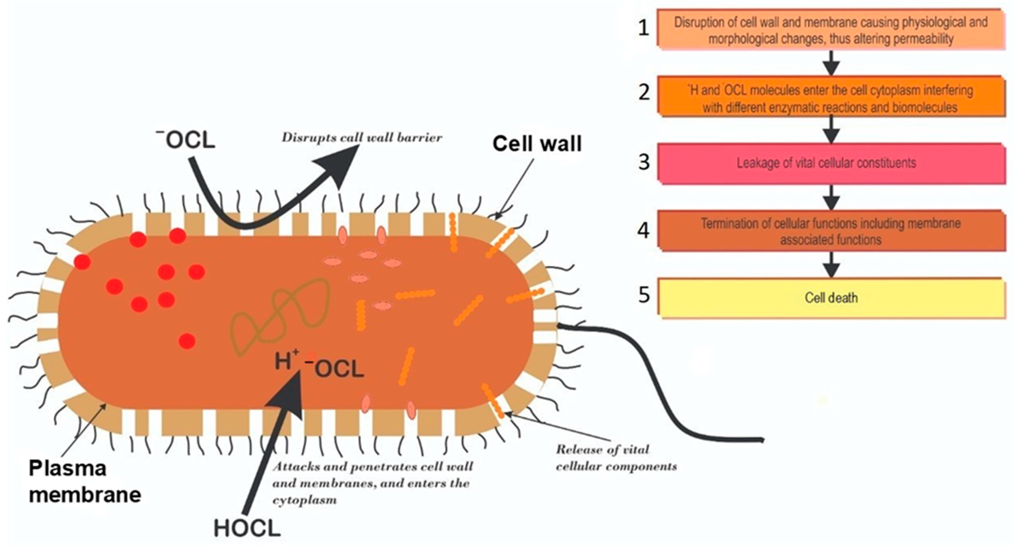 Antibiotics Free FullText Does Chlorination Promote Antimicrobial