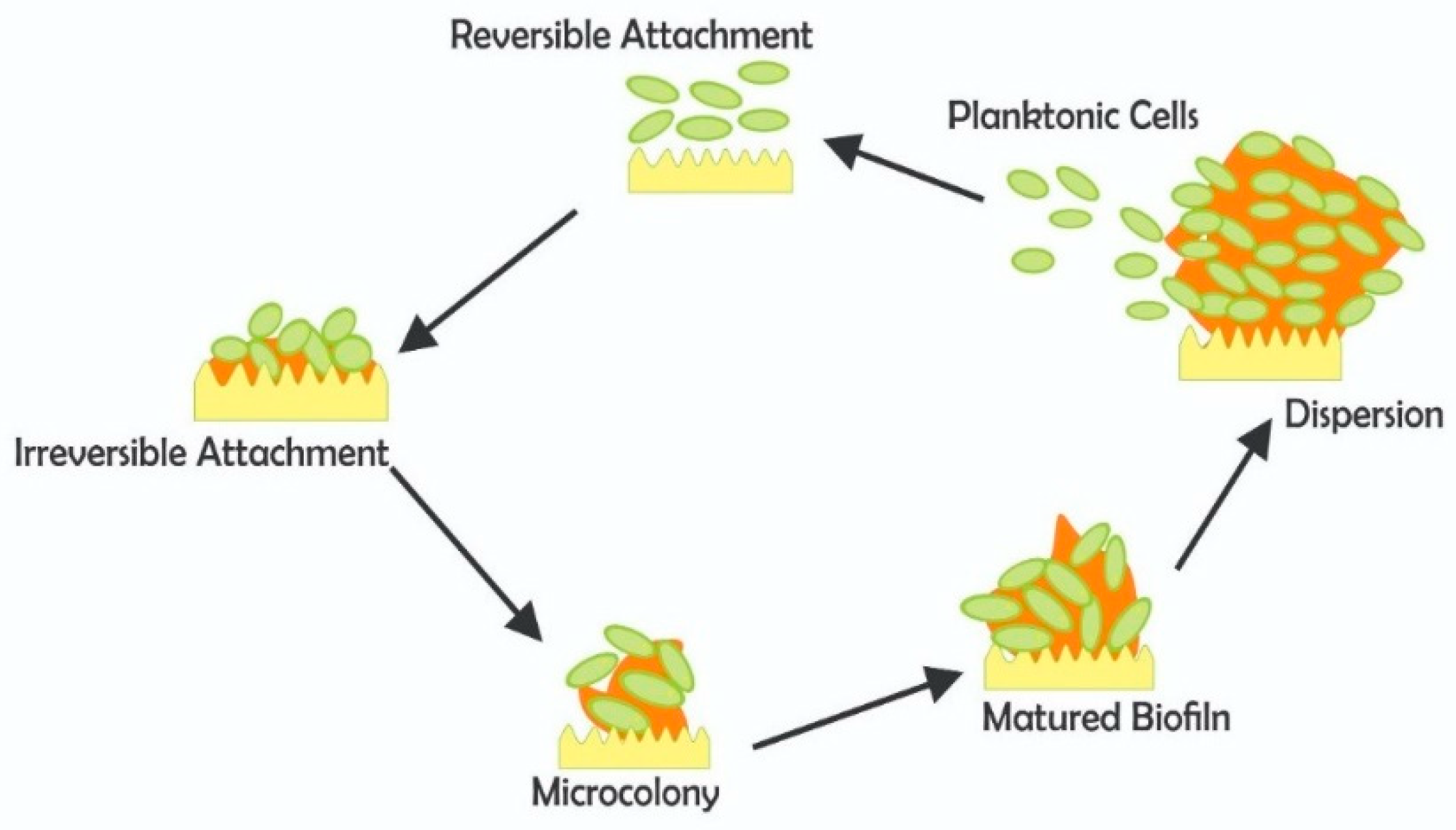Antibiotics Free FullText Does Chlorination Promote Antimicrobial