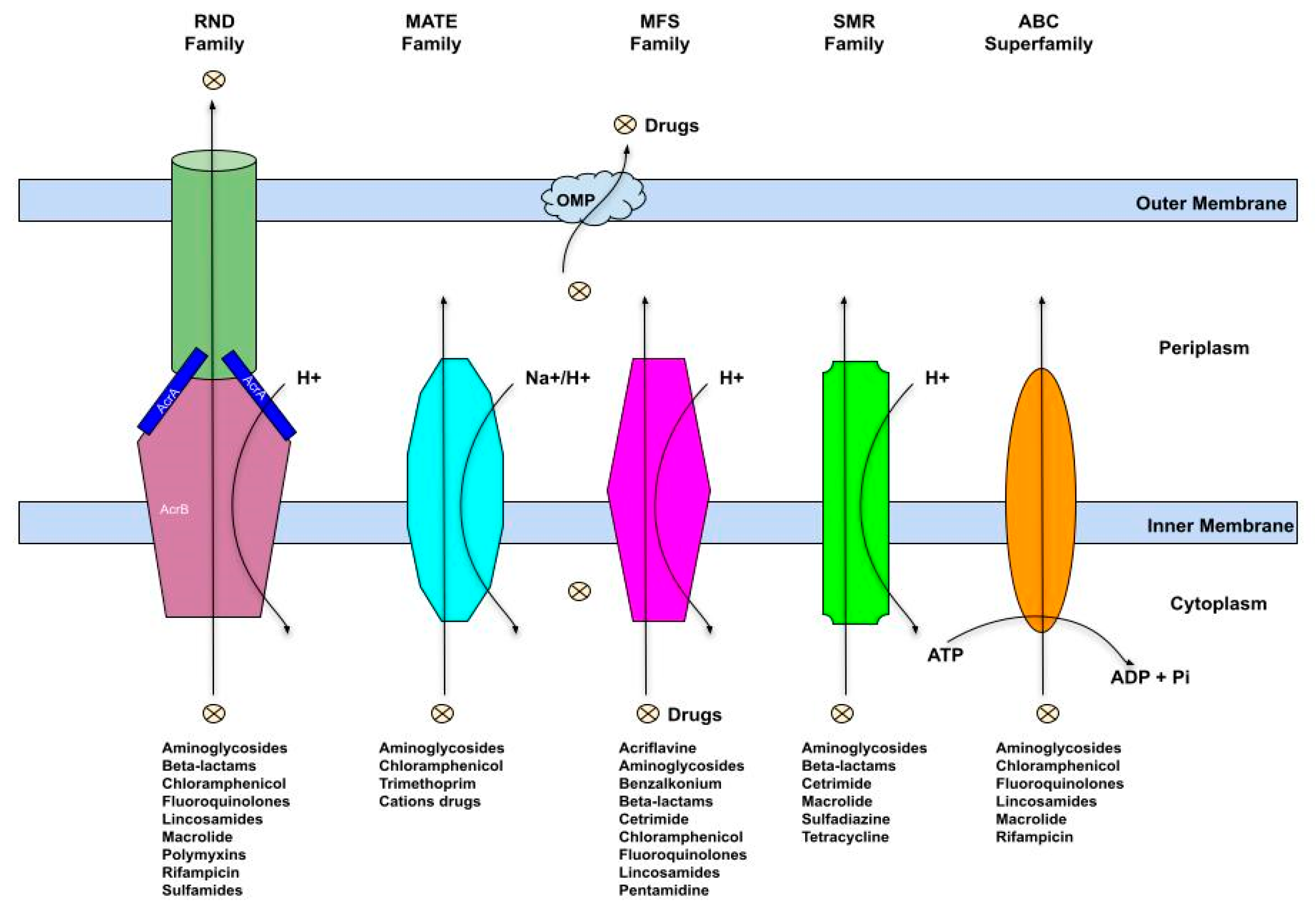 Antibiotics 11 00564 g005