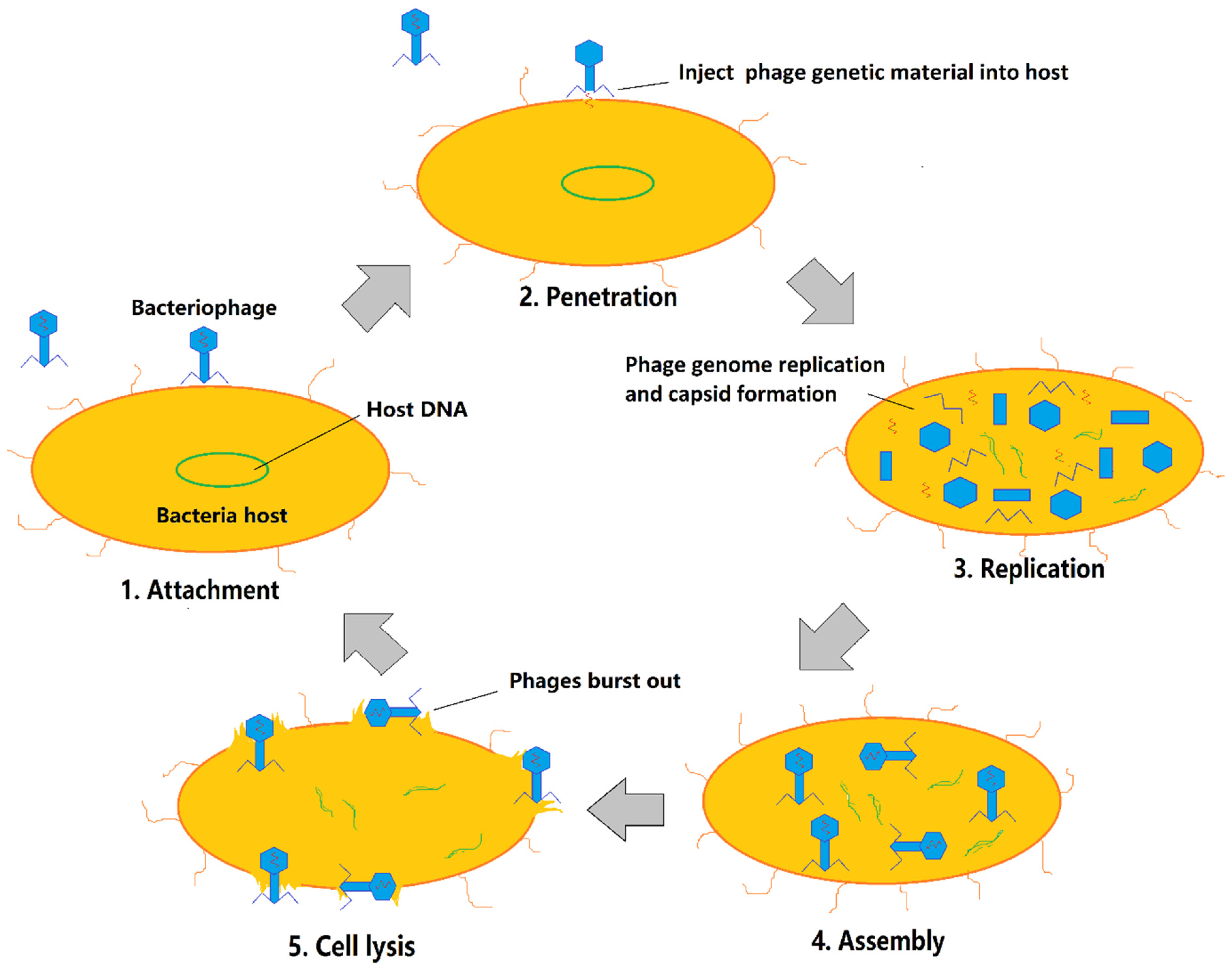 Antibiotics Free FullText PhageAntibiotic Therapy as a Promising